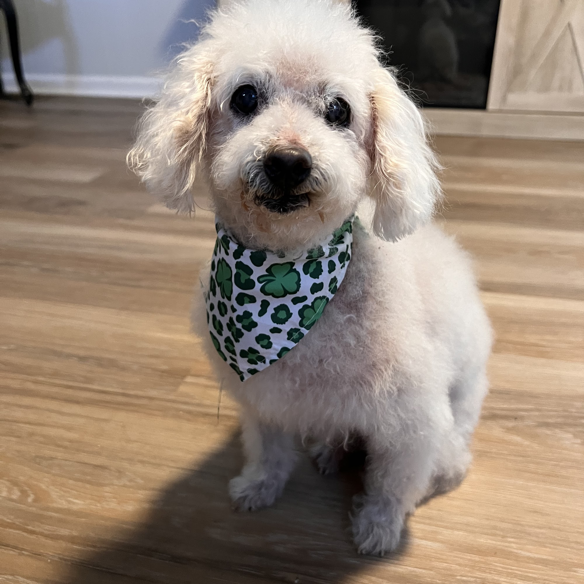 The Pretty Paw Grooming and Day Spa Point Pleasant