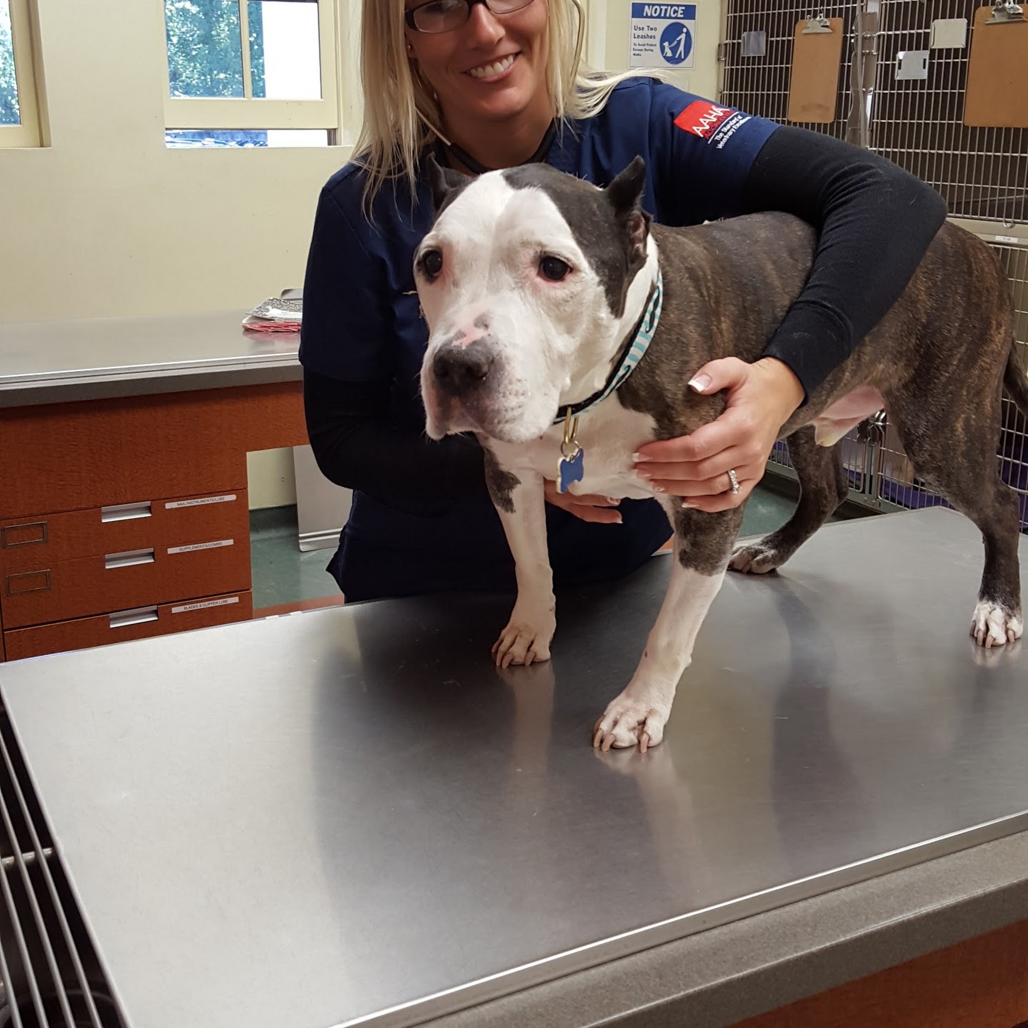 Princeton Animal Hospital & Carnegie Cat Clinic Princeton