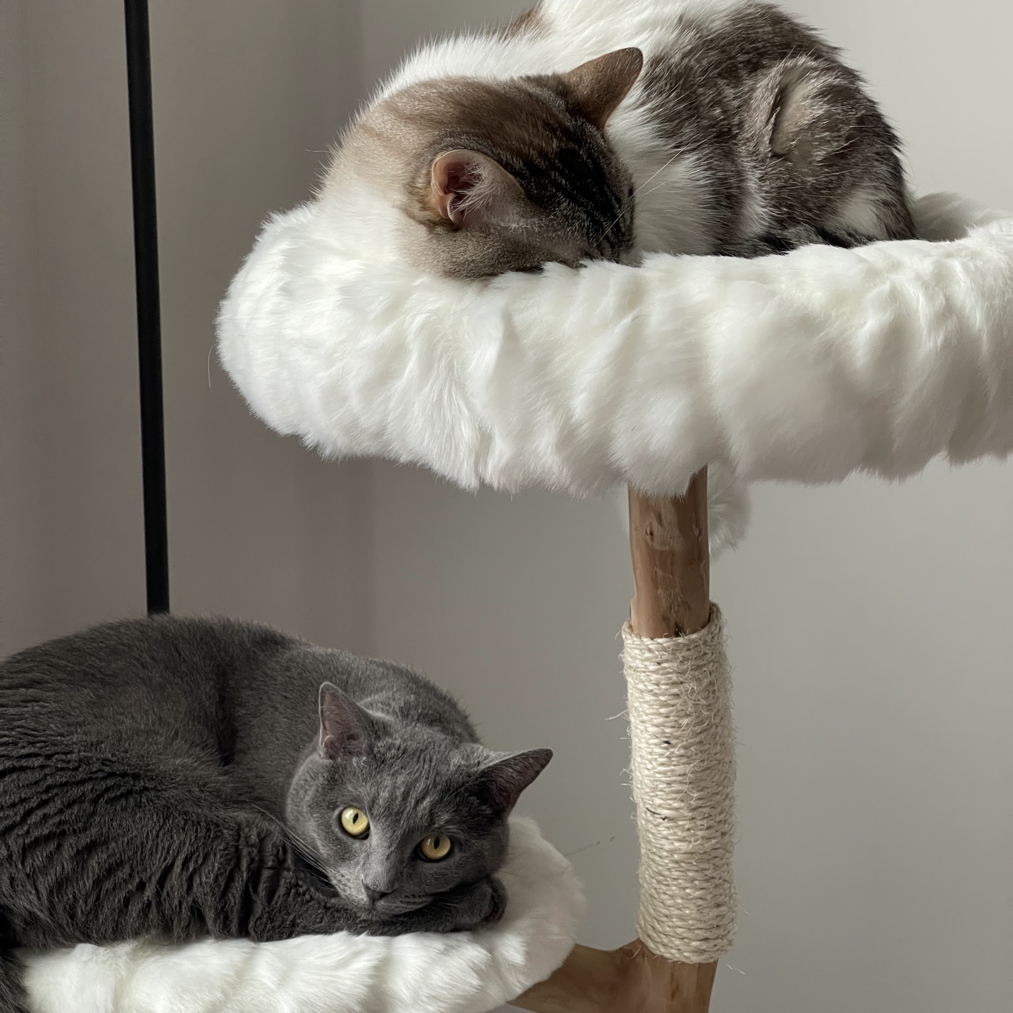 Nassau Animal Hospital Princeton