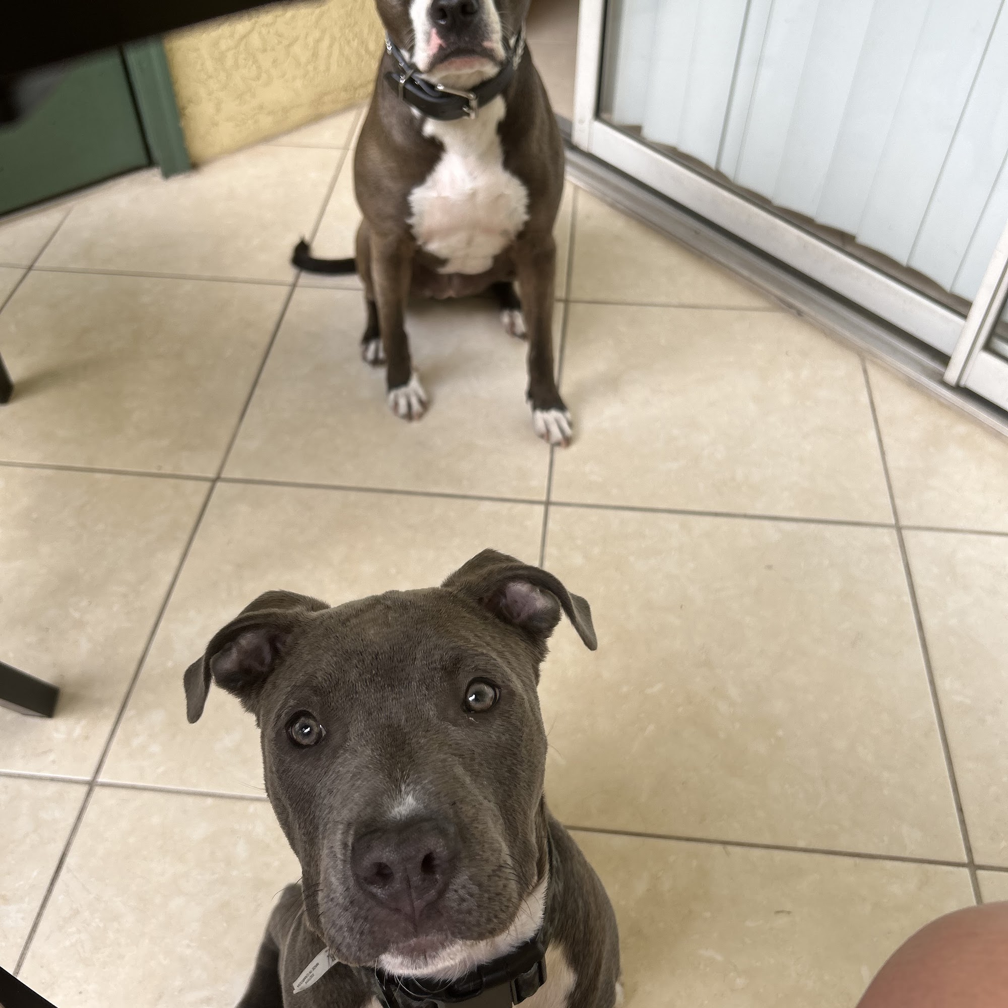 Rahway Veterinarian Rahway