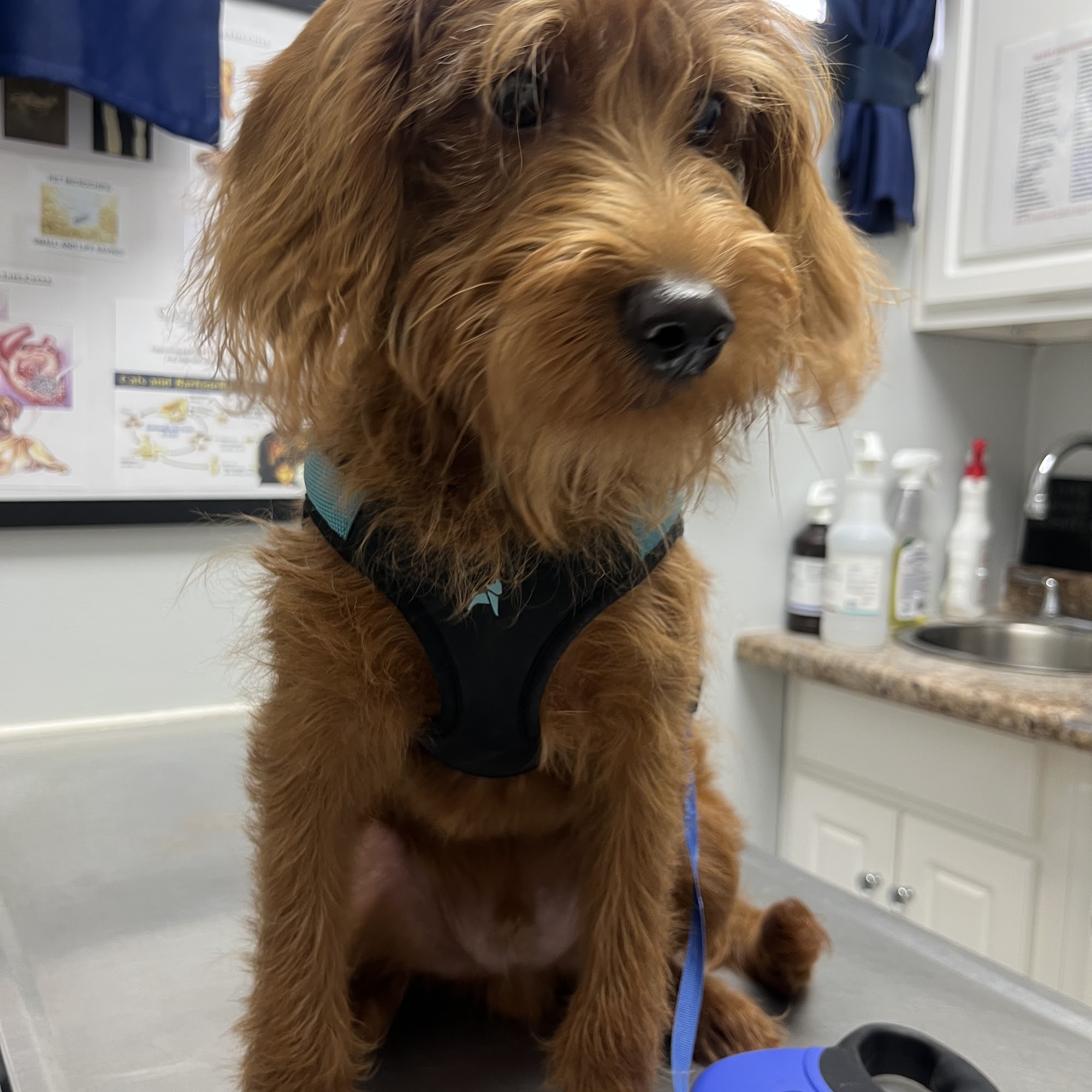 Clark Animal Hospital Rahway