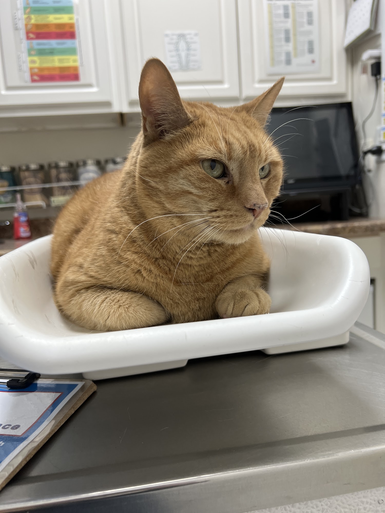 Clark Animal Hospital Rahway