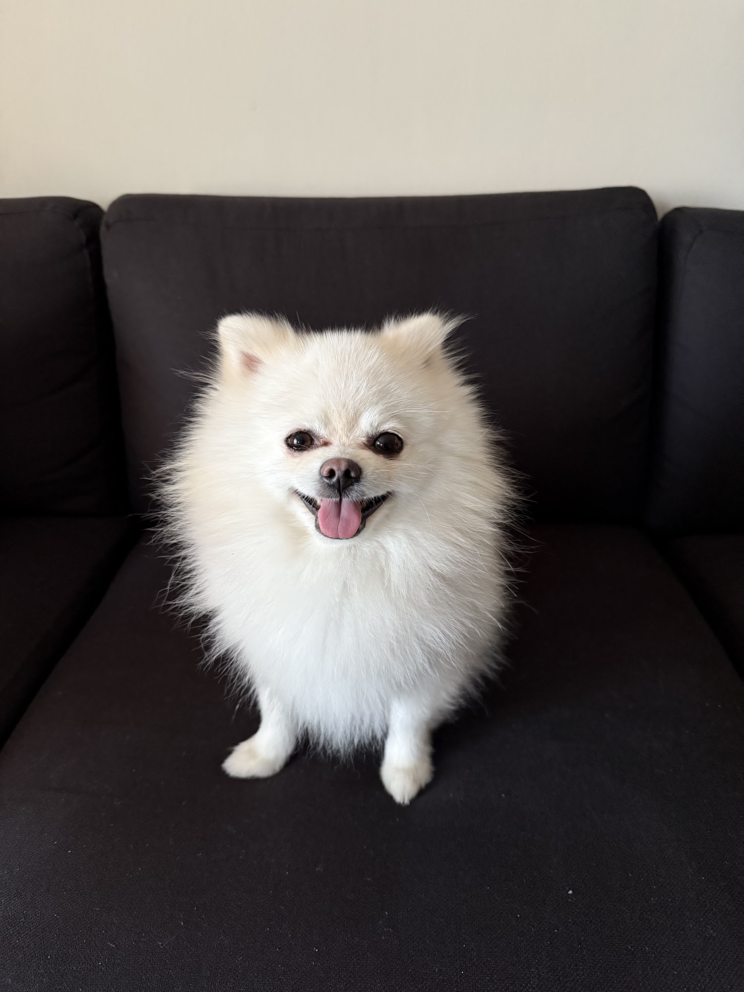 Pet A Groom Inc Ramsey