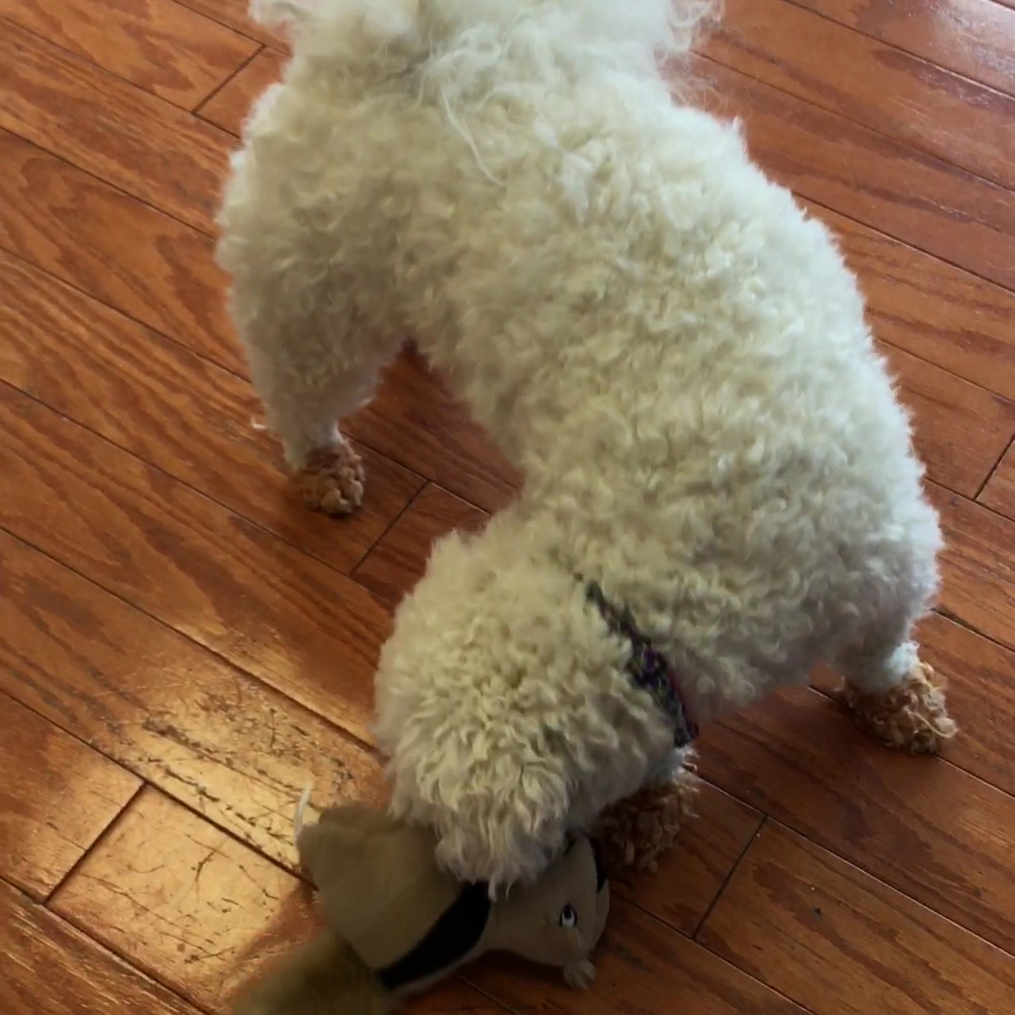 Ramsey Animal Clinic Ramsey