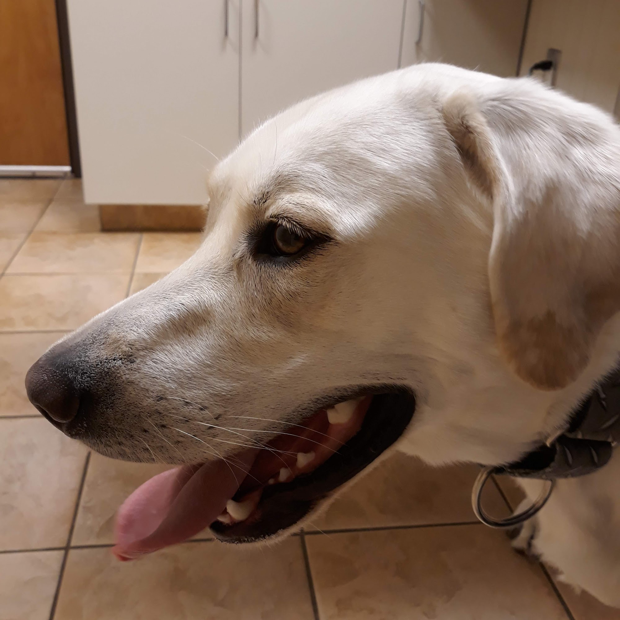 Ramsey Veterinary Hospital Ramsey