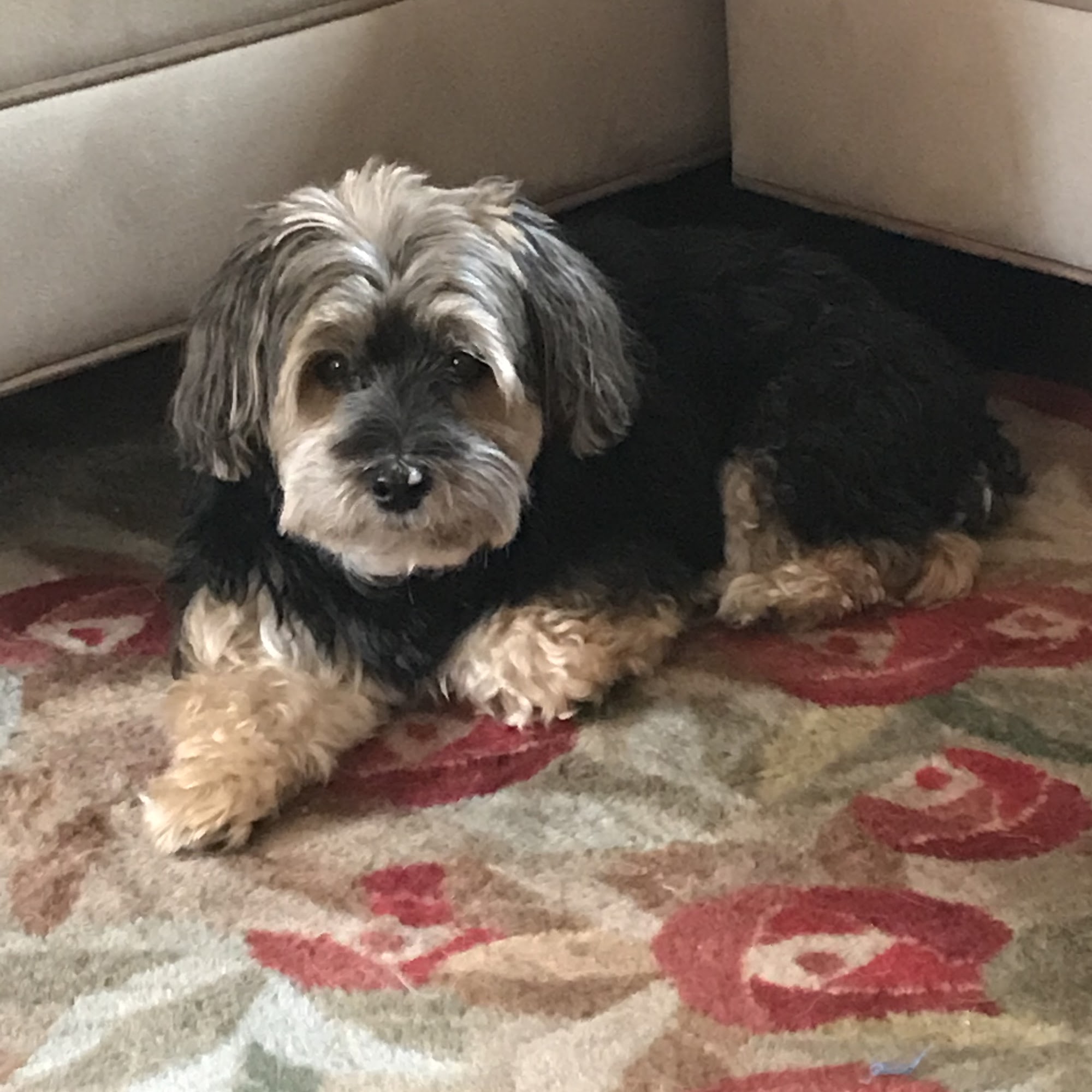 Franklin Turnpike Veterinary Hospital Ramsey