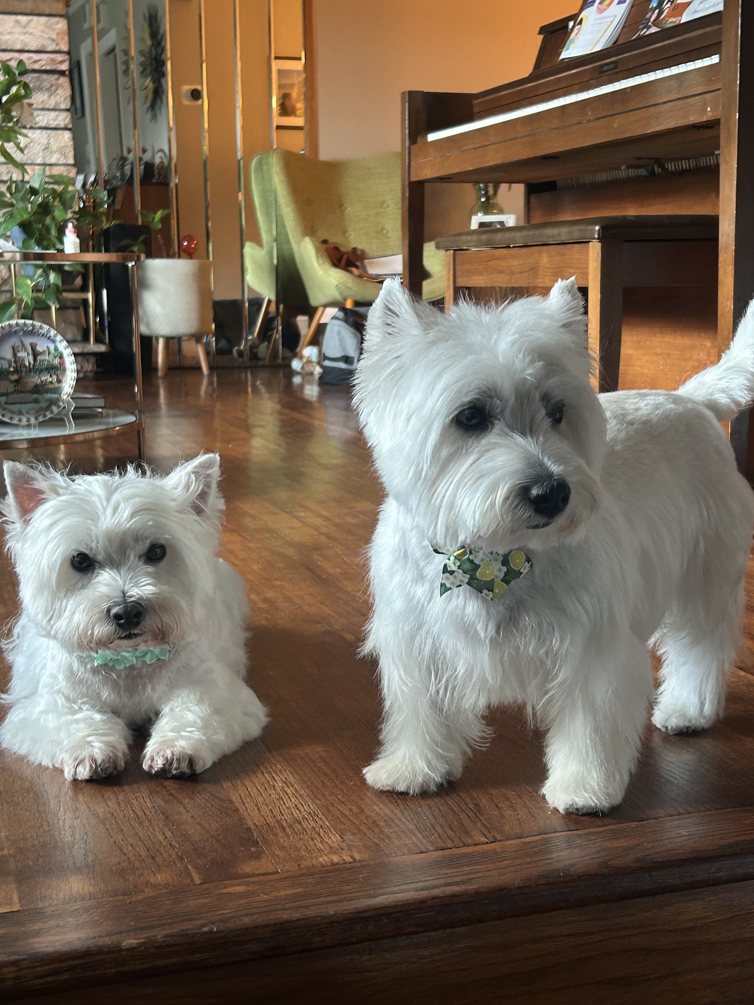 The Bubble Lounge Dog Spa Ramsey