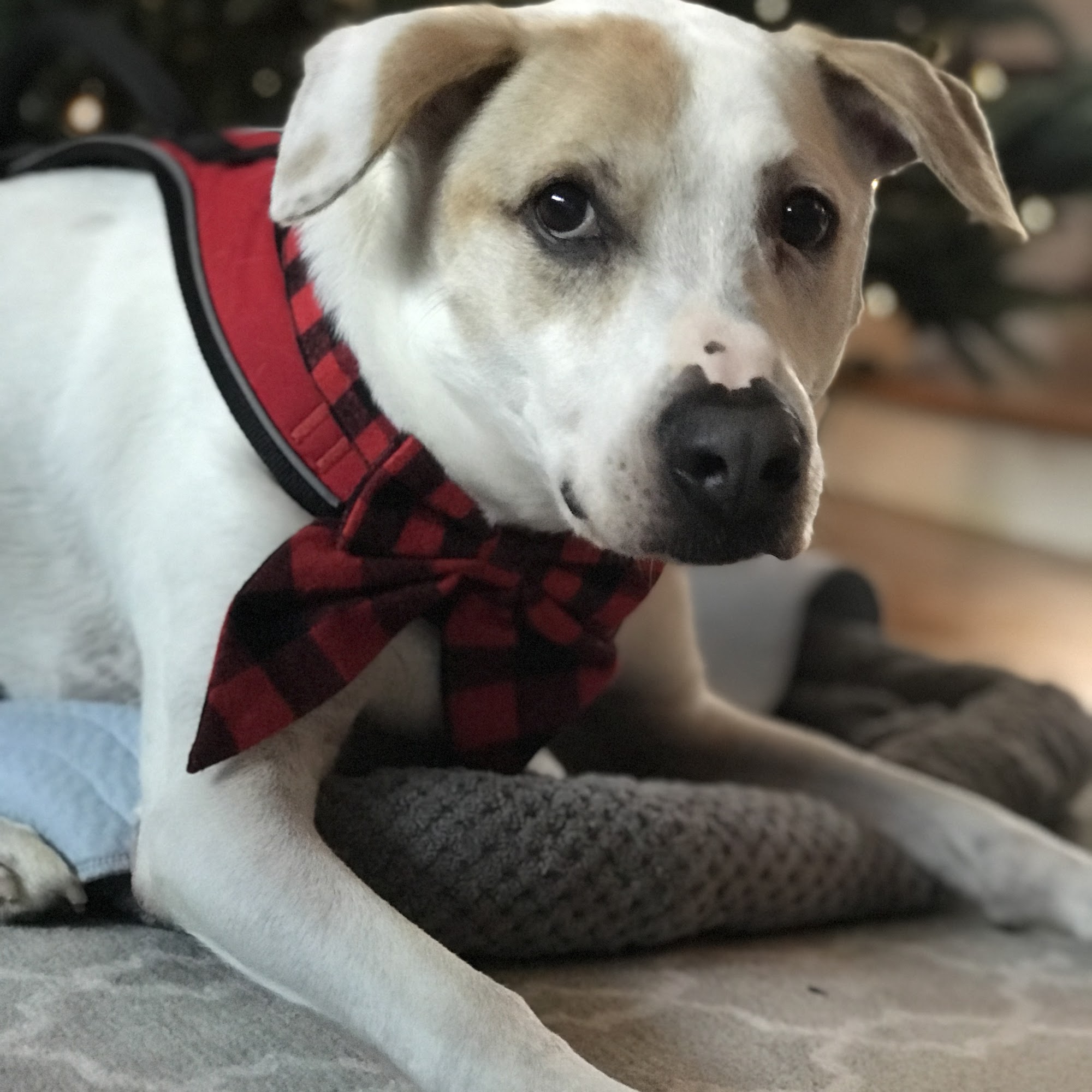 Eleventh Hour Rescue Randolph