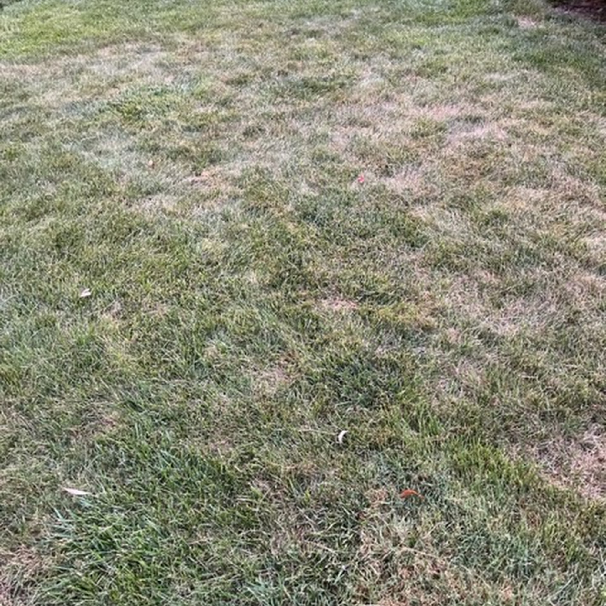 Kelly Green Lawn Care