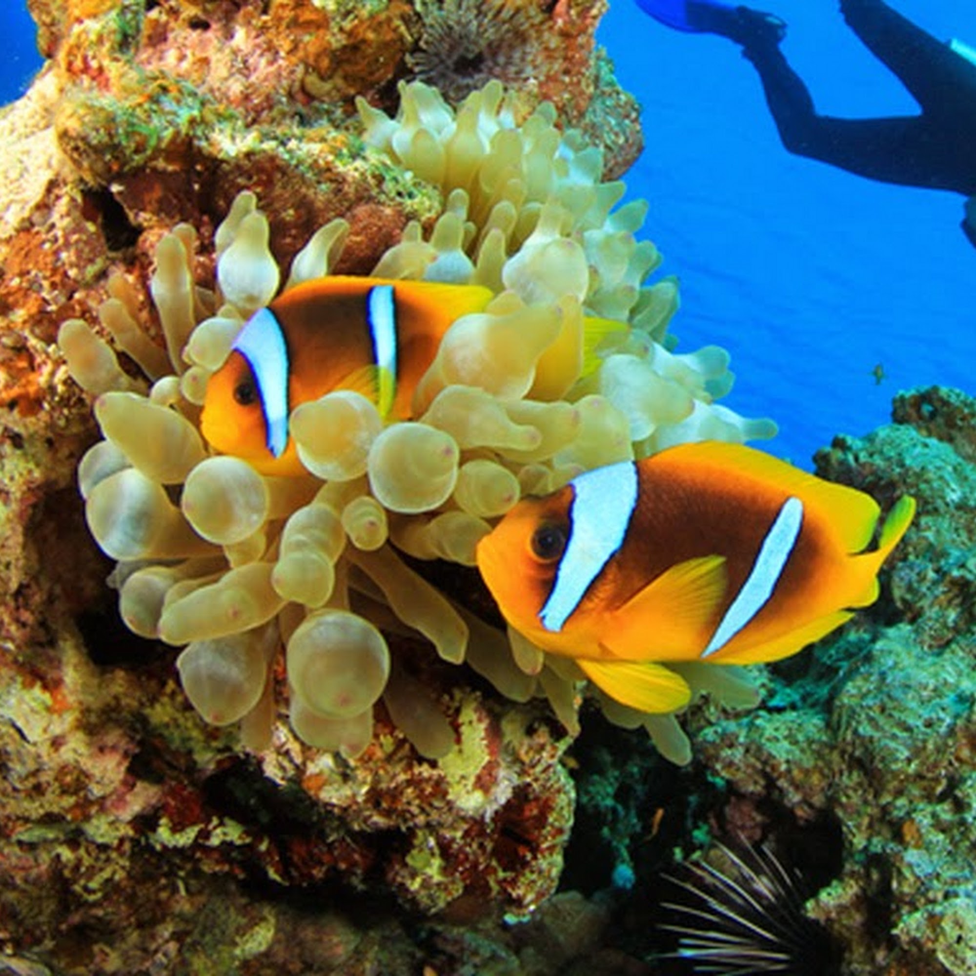 Elite Divers Randolph