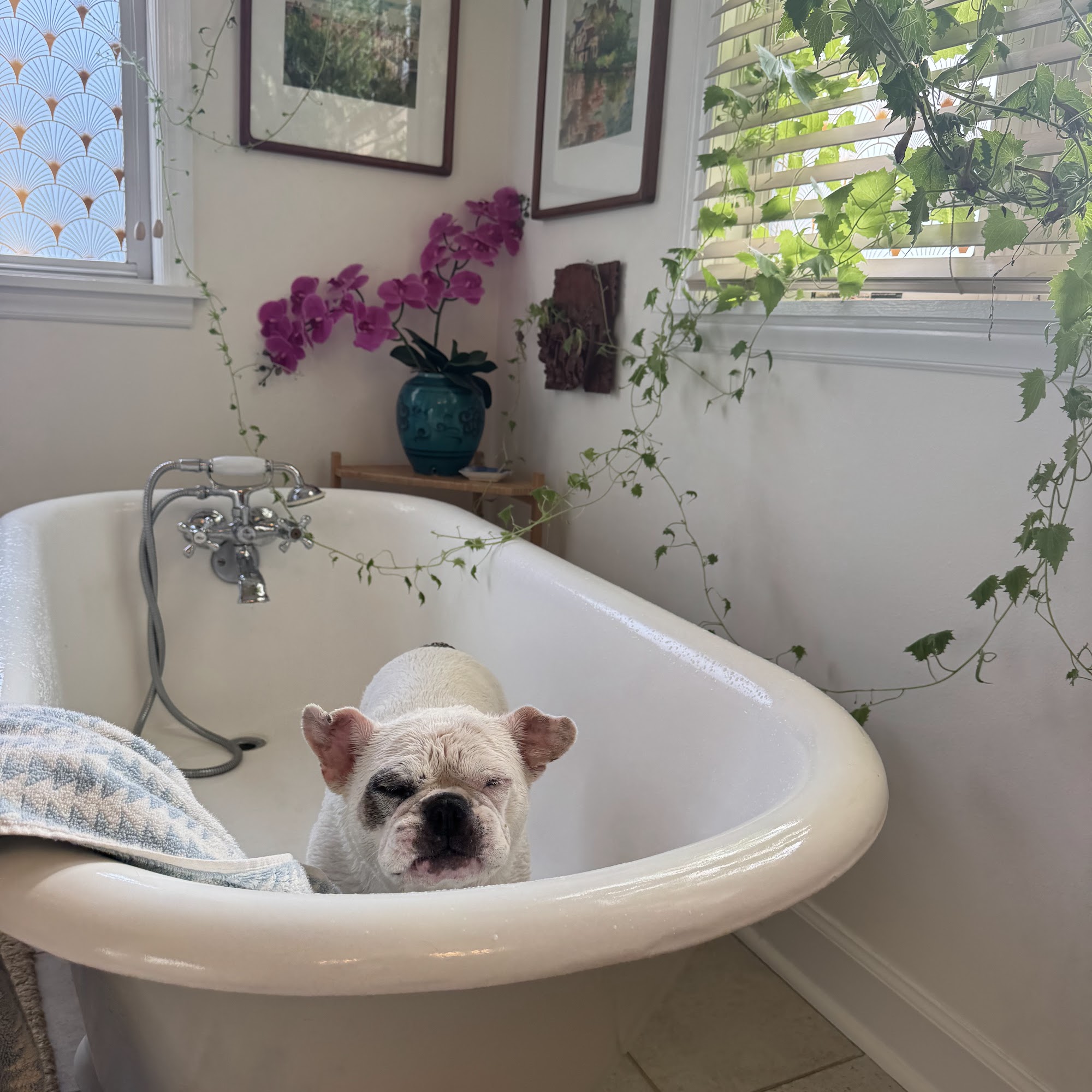 Wag 4 Tails Ridgewood