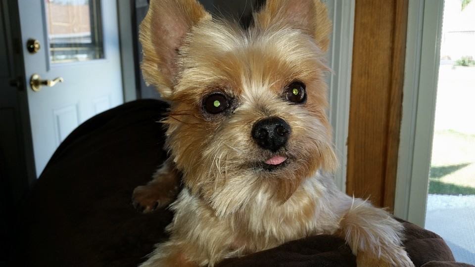 Ringwood Animal Hospital Ringwood