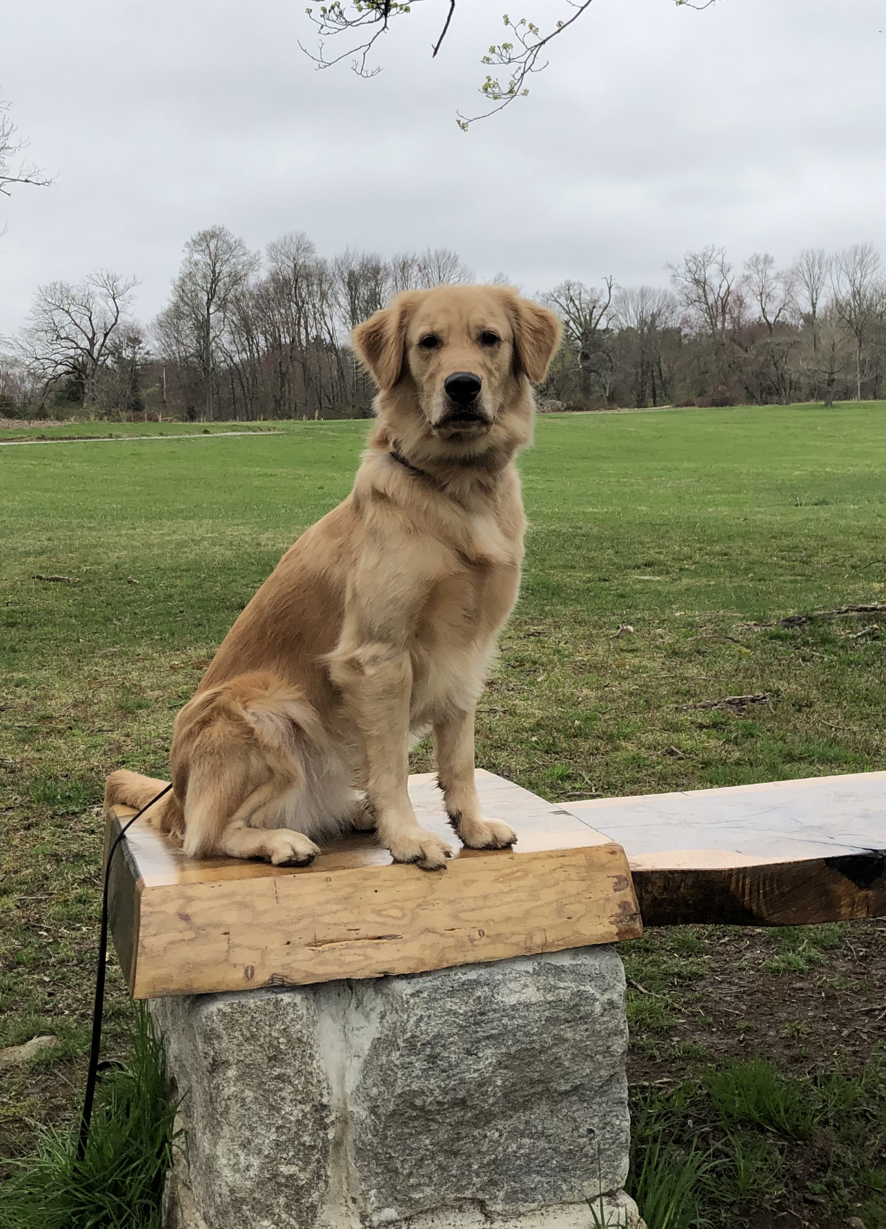 John Soares K9 Training Ringwood
