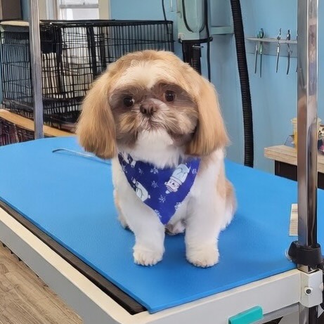 Pampered Pooches LLC River Edge