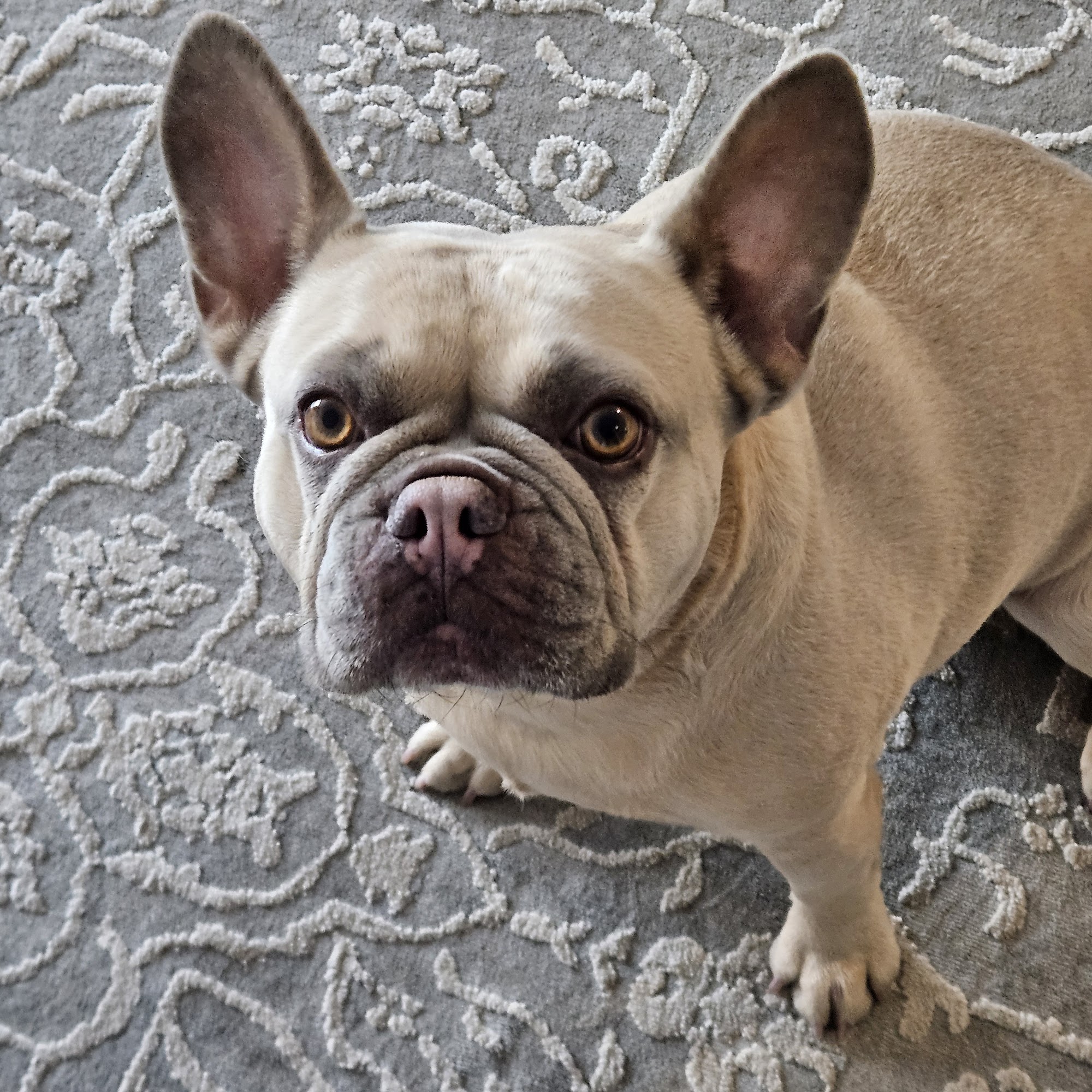 Pampered Pooches LLC River Edge