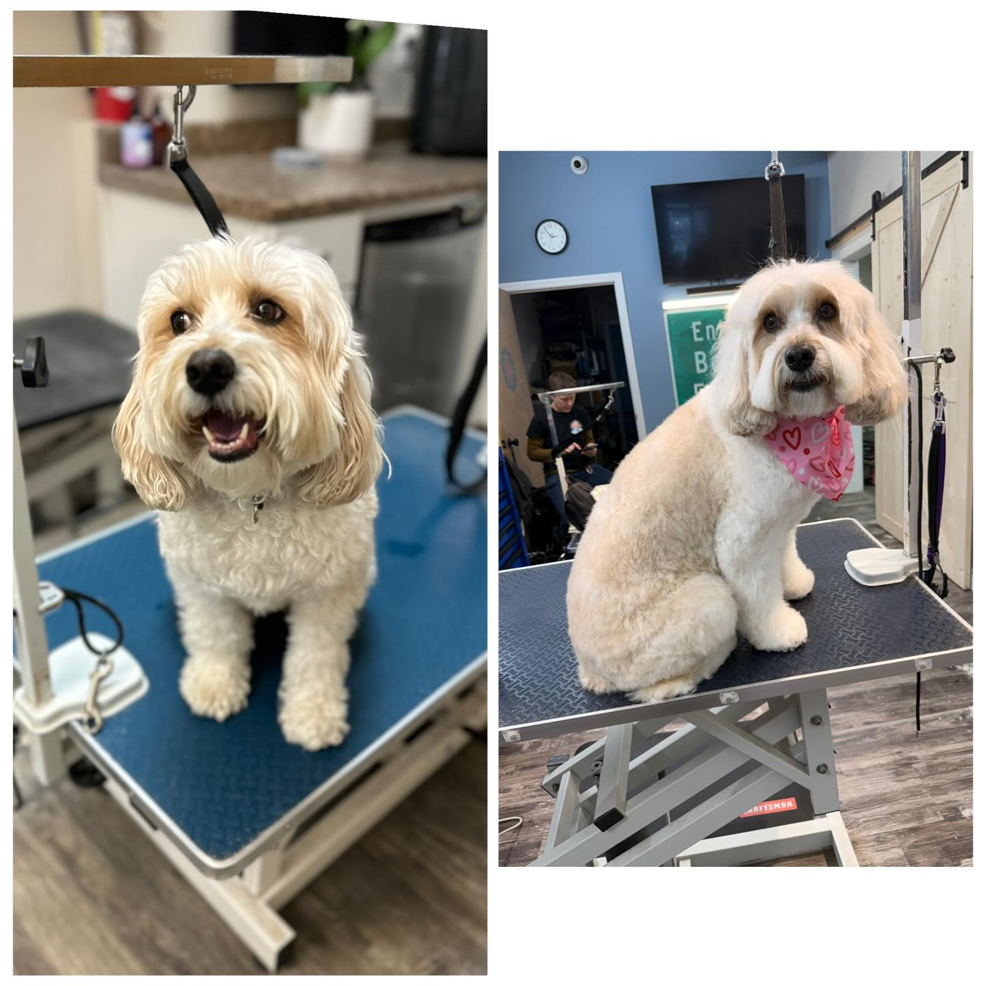 Preppy Pampered Pups River Vale