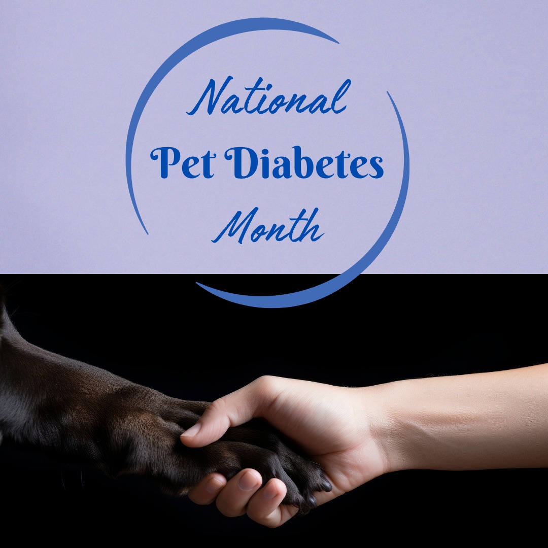 Town & Country Veterinary Cat Hospital Riverdale