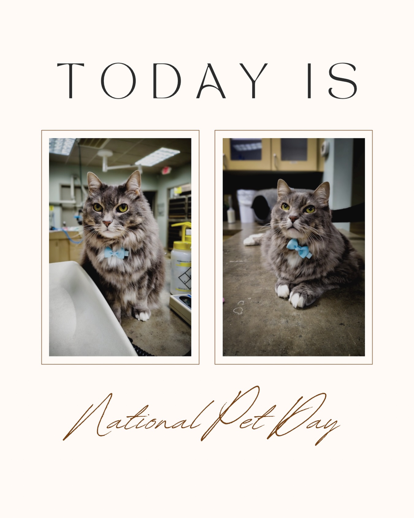 Town & Country Veterinary Cat Hospital Riverdale