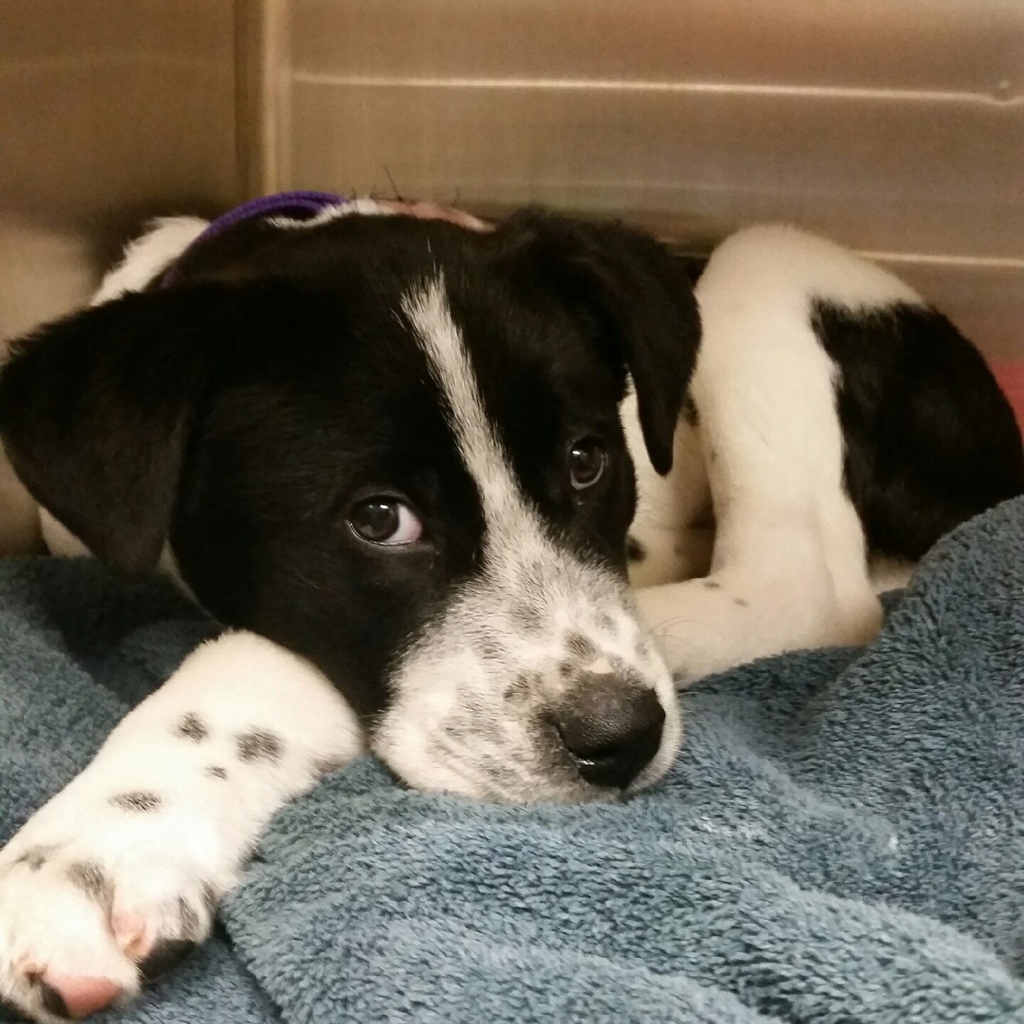 Foxmoor Animal Hospital Robbinsville