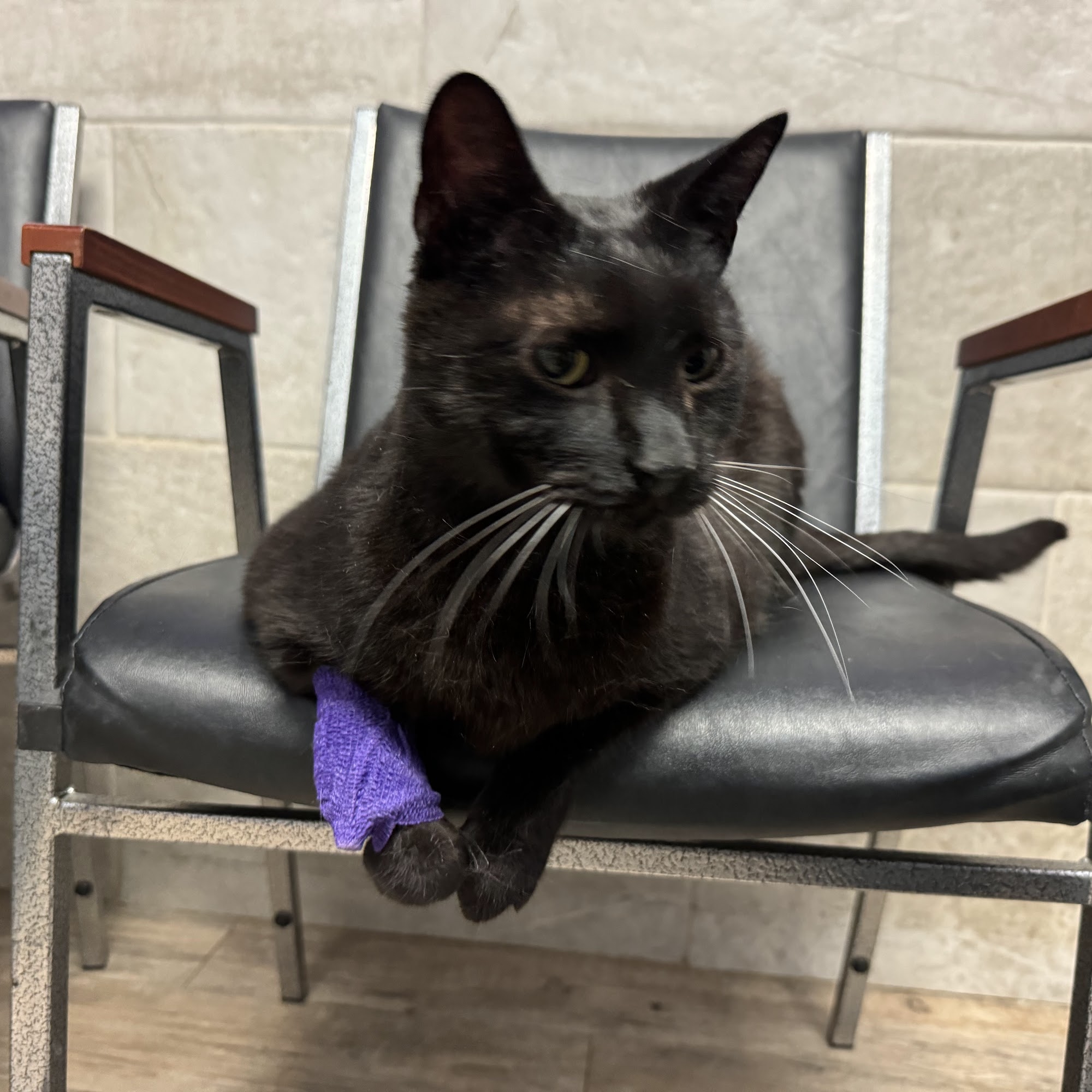 Rockaway Animal Hospital Rockaway