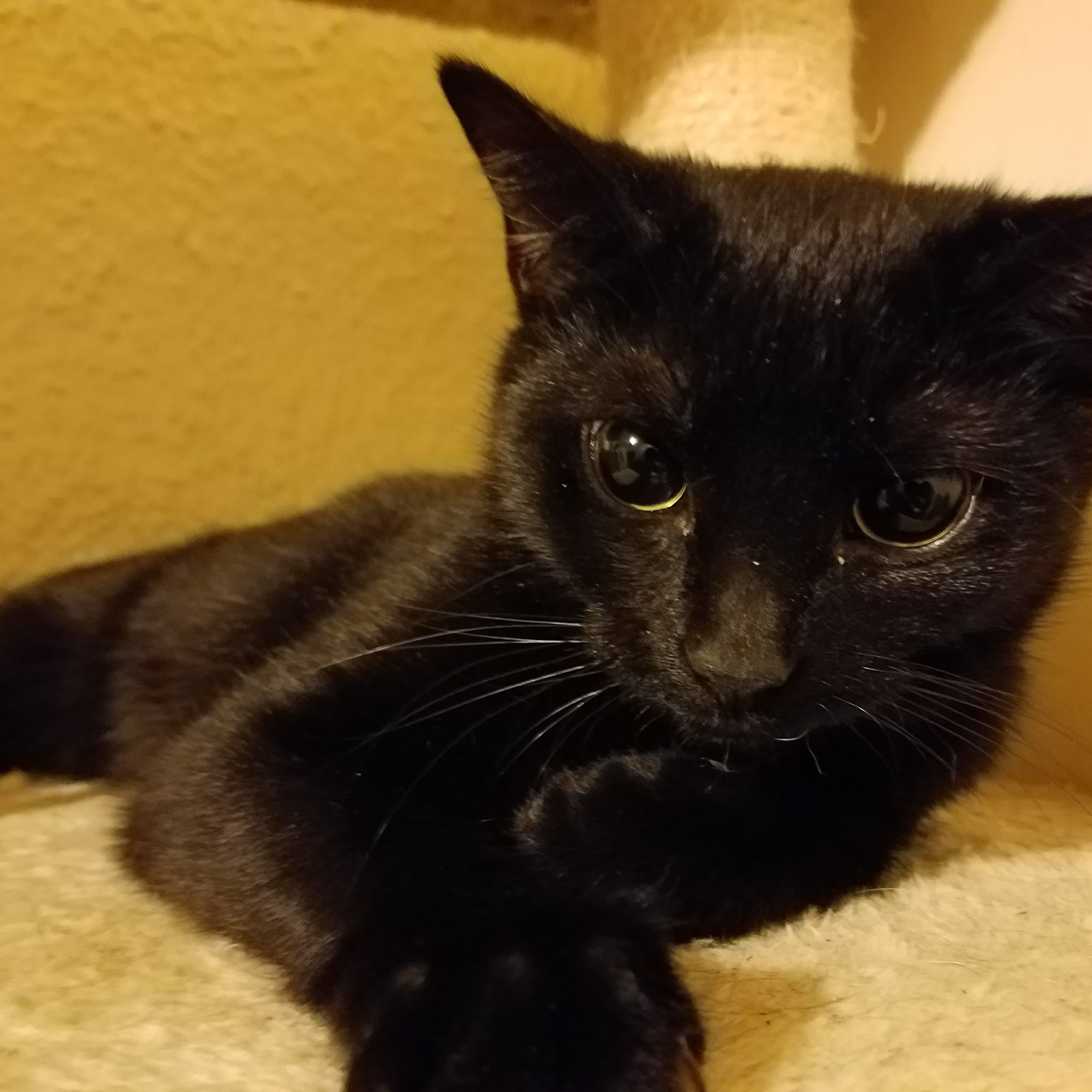 Elizabeth Veterinary Clinic Inc. Roselle