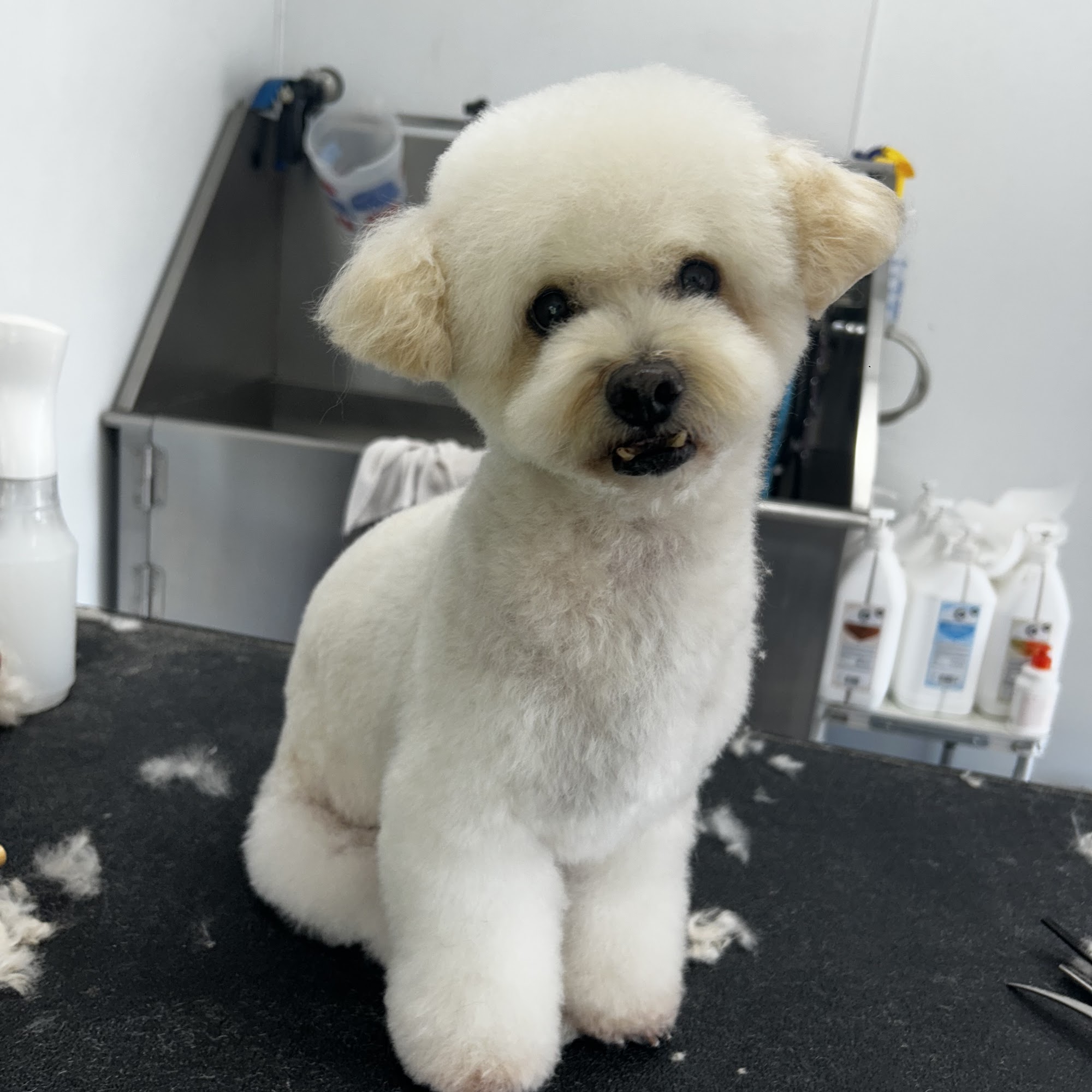 Peace Love & Pups Dog Grooming LLC Runnemede