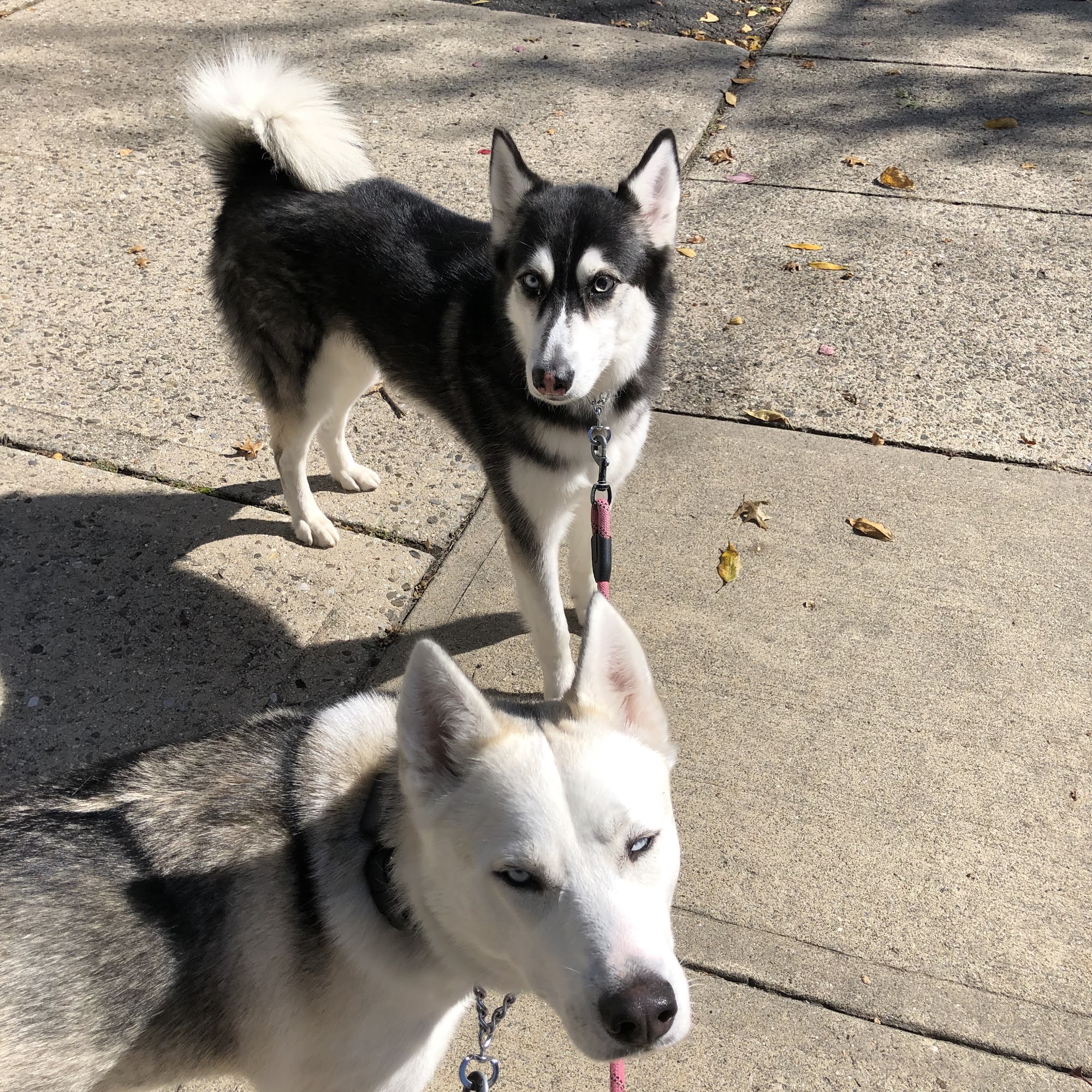 Precious Moments Pet Care Services Rutherford