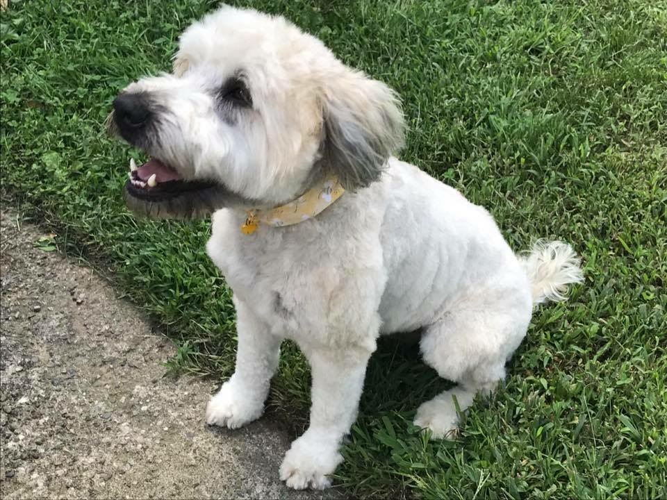 Leash N' Lather Dog Grooming Saddle Brook