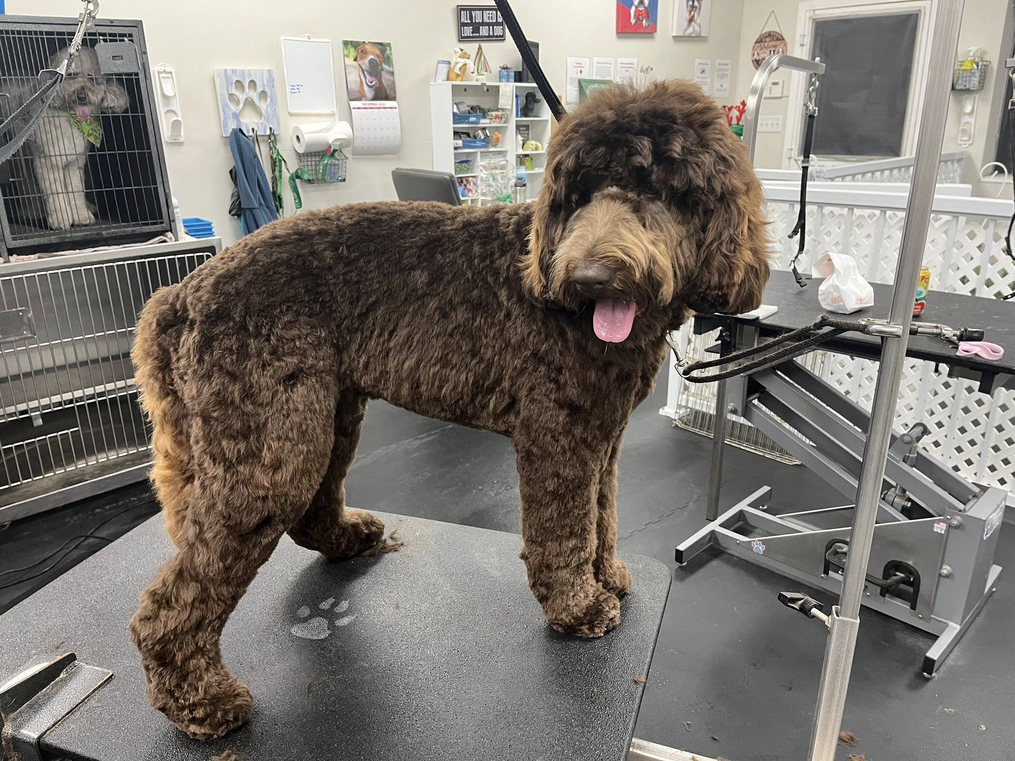 Leash N' Lather Dog Grooming Saddle Brook