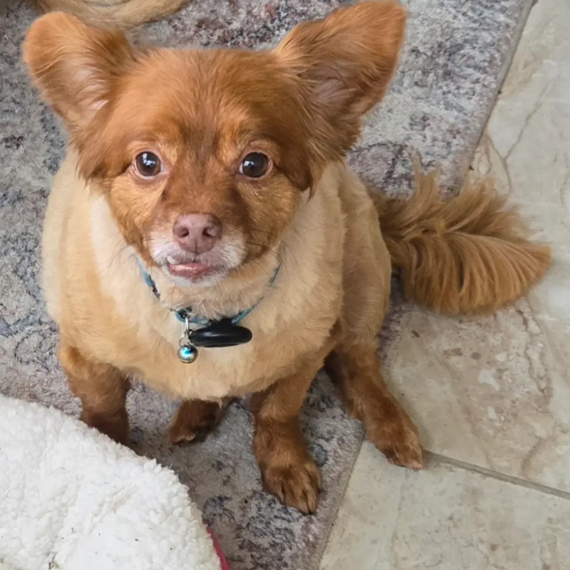 Simply Groomed LLC Scotch Plains