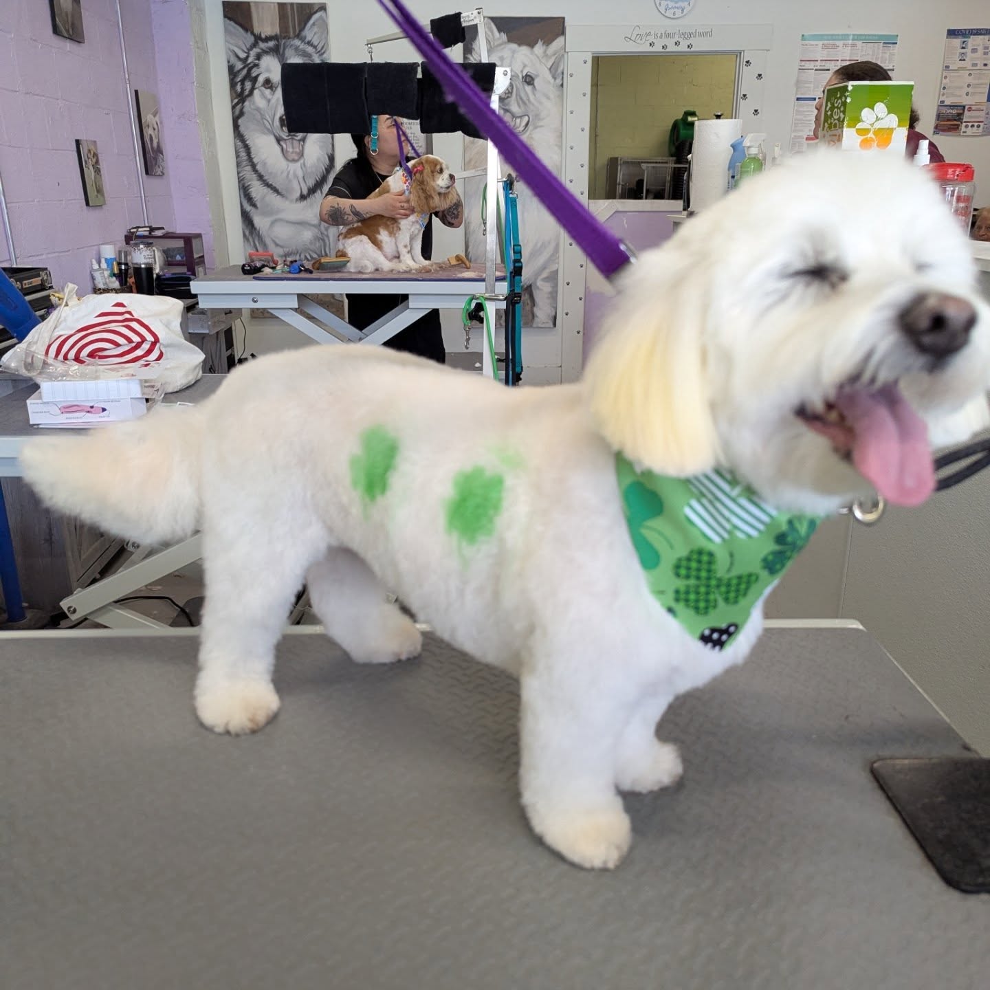 Simply Groomed LLC Scotch Plains
