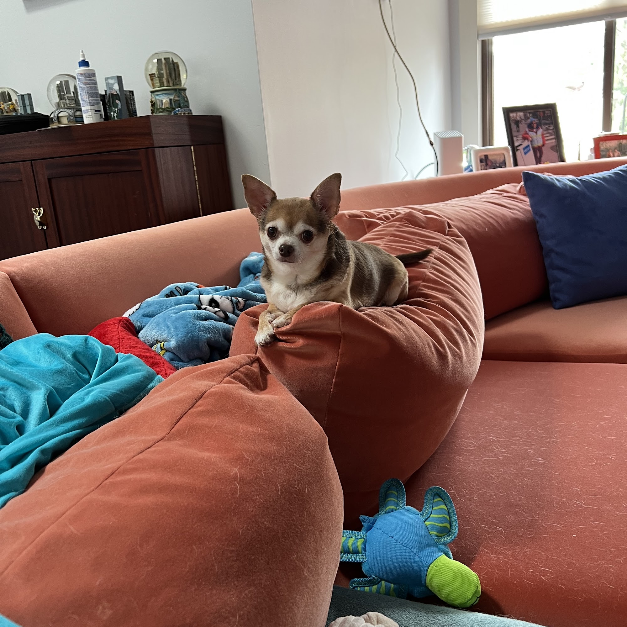 Feddersen Nicole DVM Sea Girt