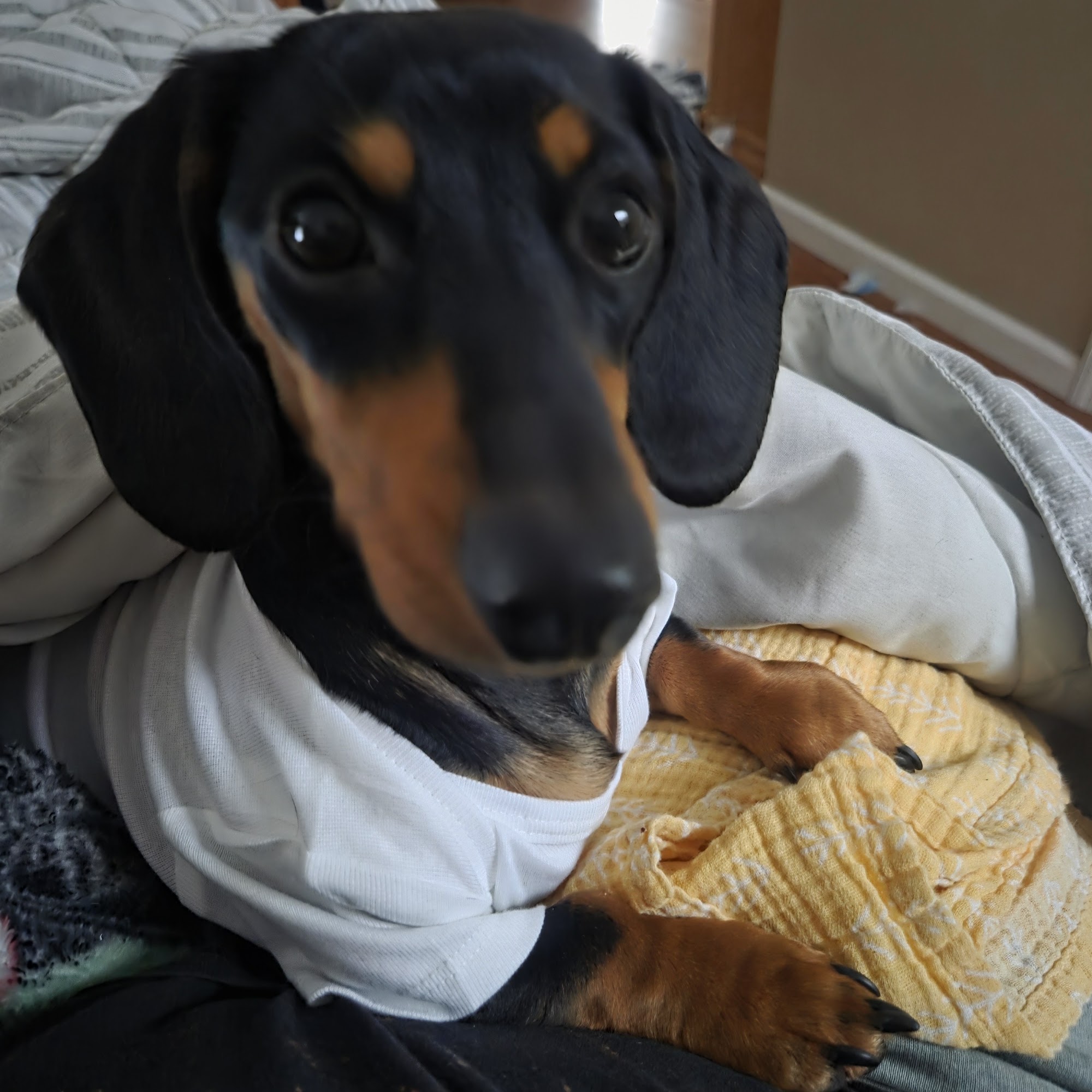 Sea Girt Animal Hospital Sea Girt