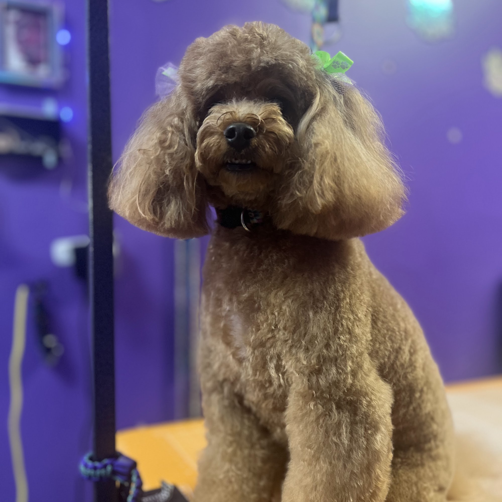 Spirit Animals Dog Grooming Sea Girt