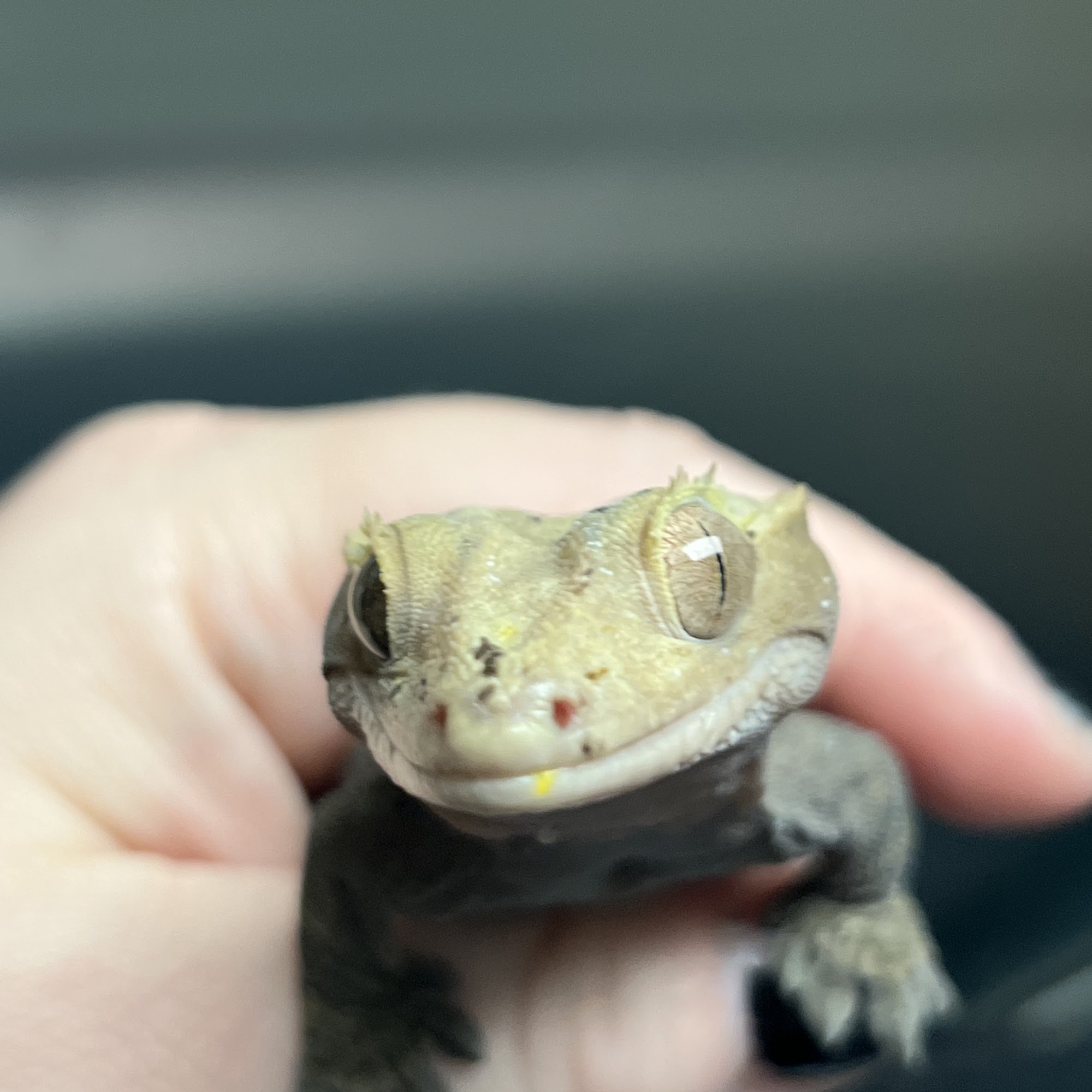 All Creatures Veterinary Care Center Sewell