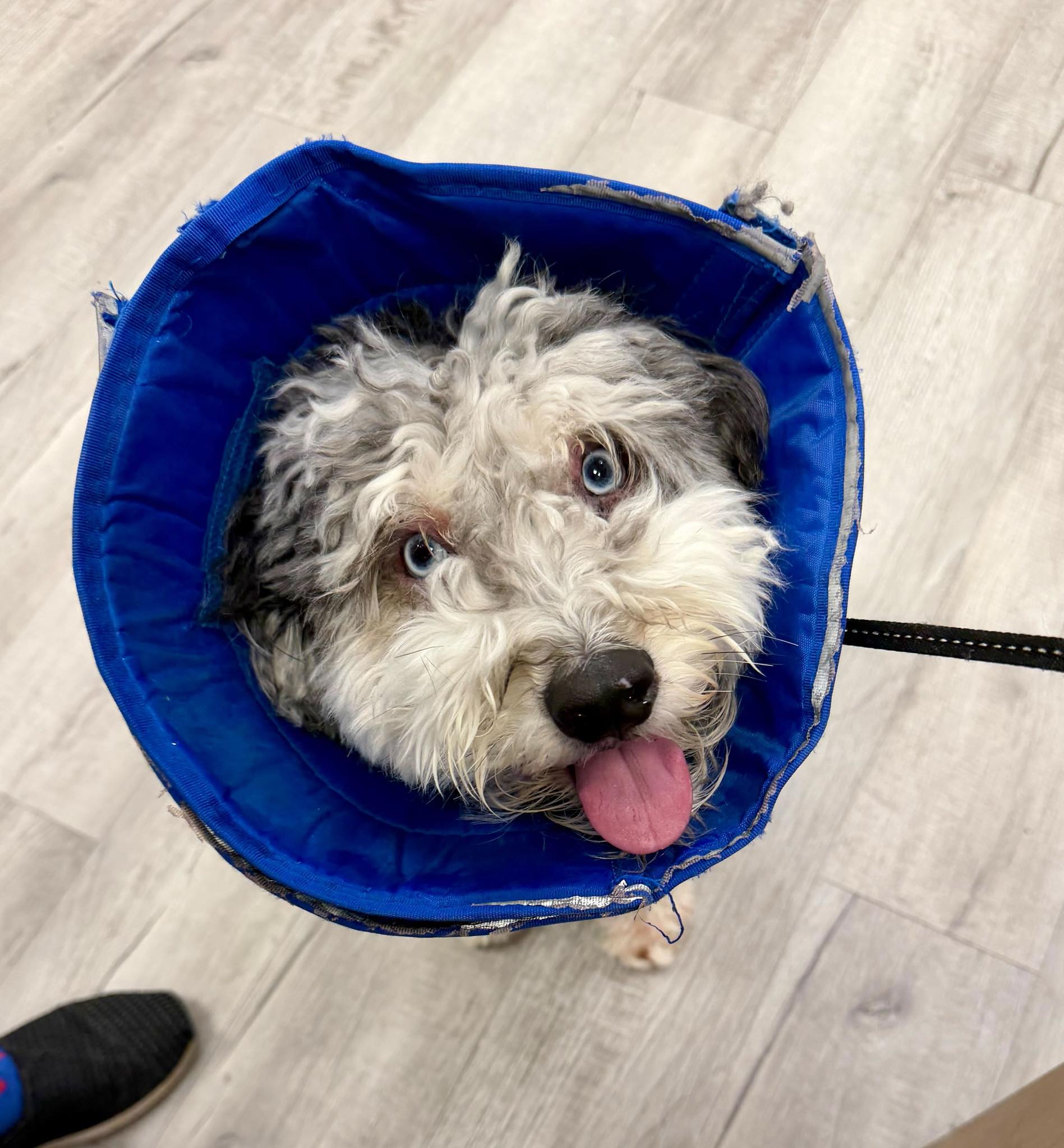 Pet Check Urgent Care Sewell