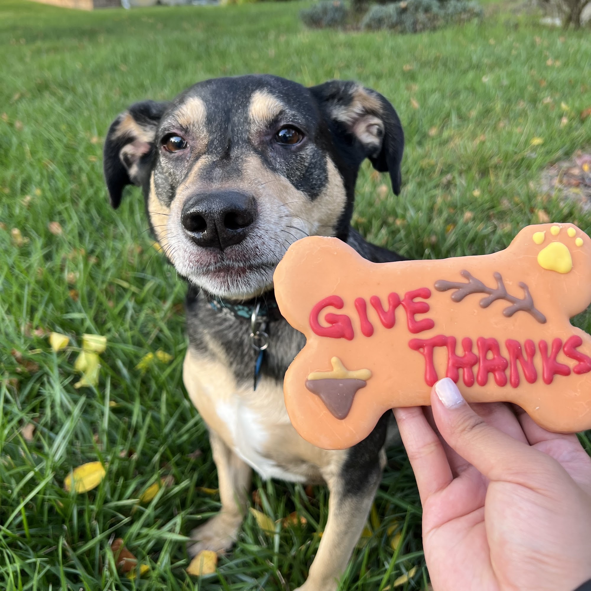 Muttz & Meowz Sewell