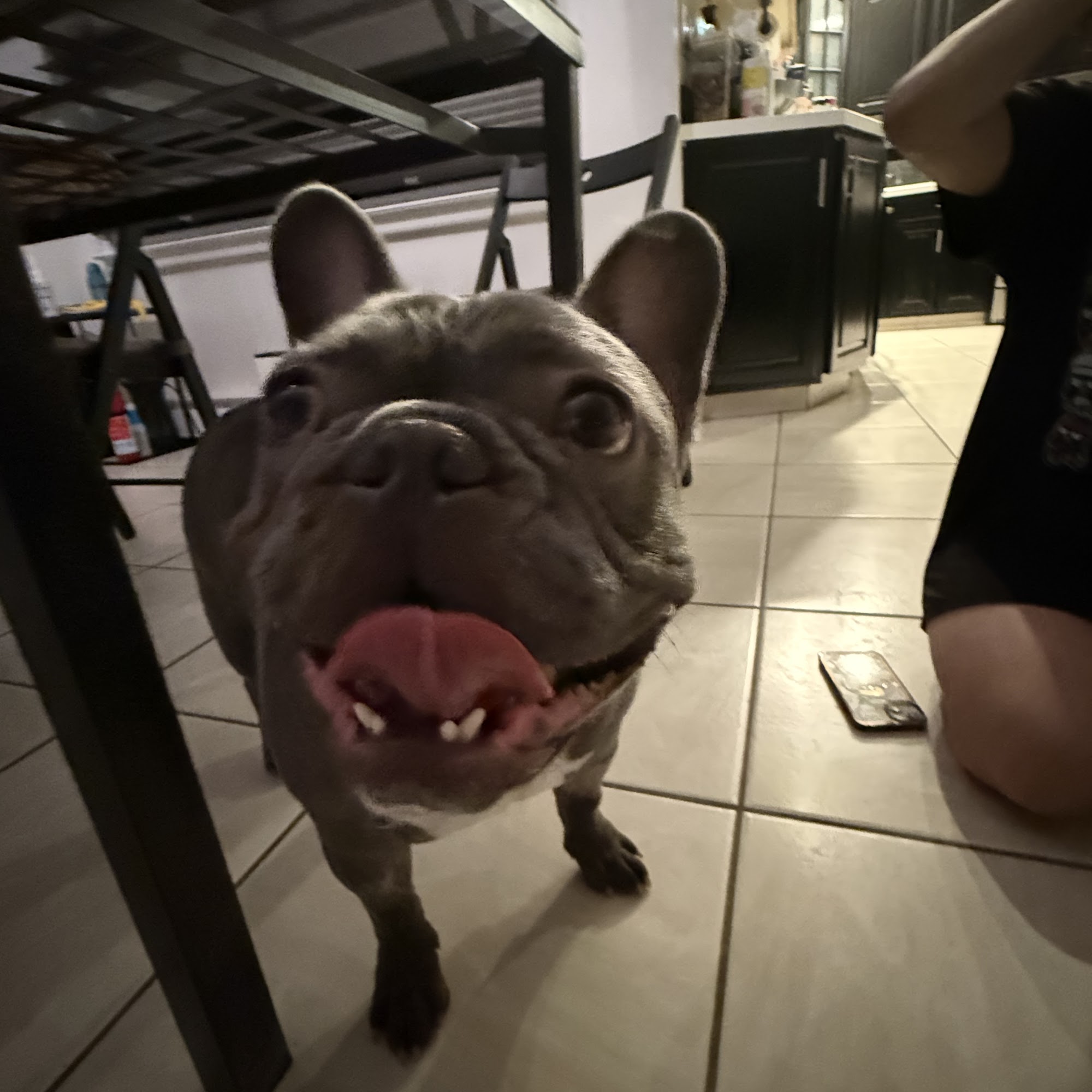 Cedar Brook Animal Hospital Sicklerville