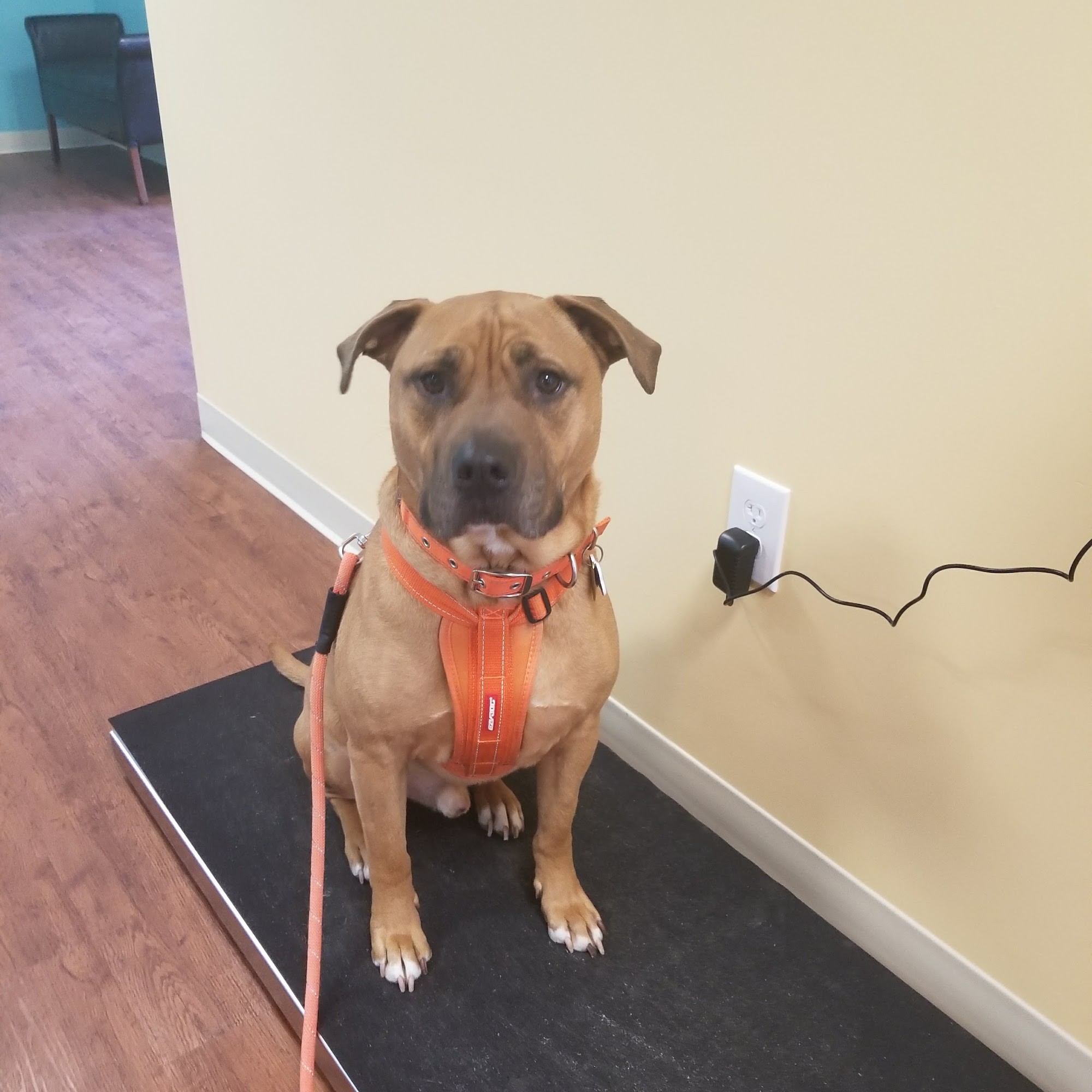 Caring Heart Animal Hospital Skillman