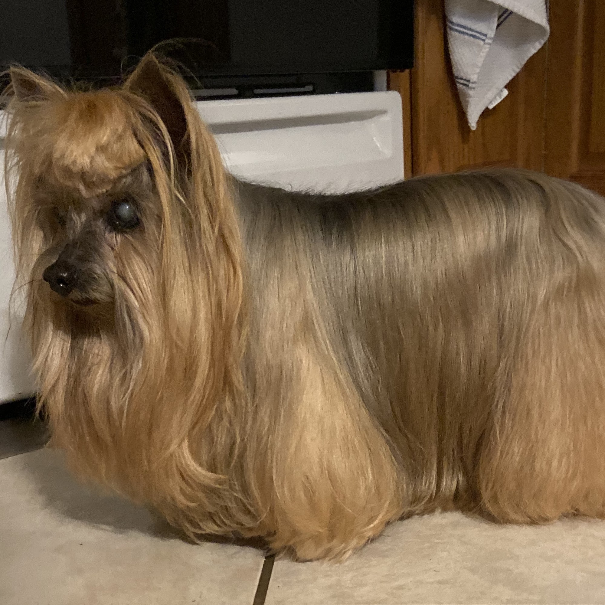 Mainland Veterinary Hospital Somers Point