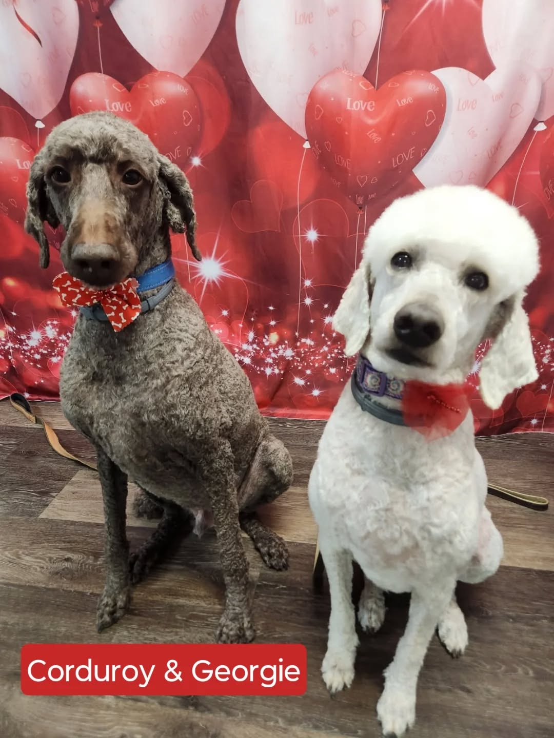 Tubbs Dog Wash Somers Point