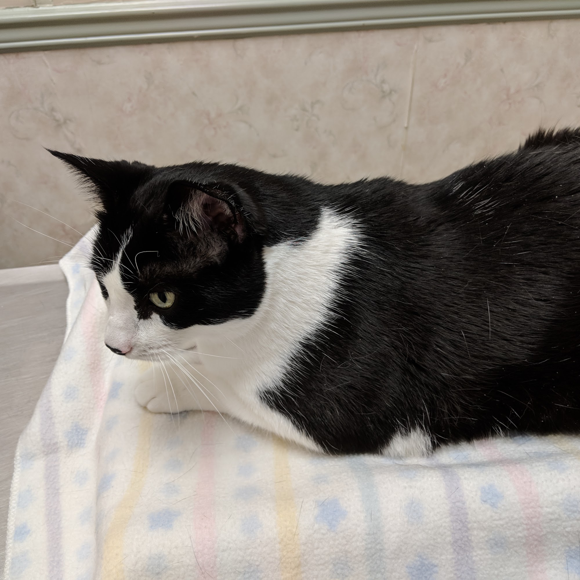 Cedar Lane Animal Clinic Somerset