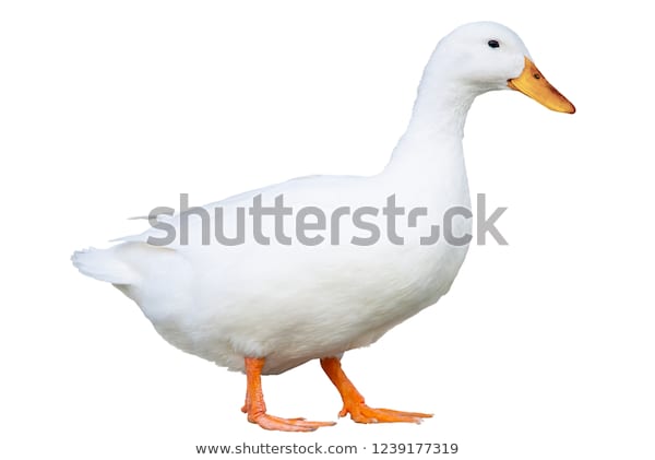 Rahma Halal Live Poultry Somerset