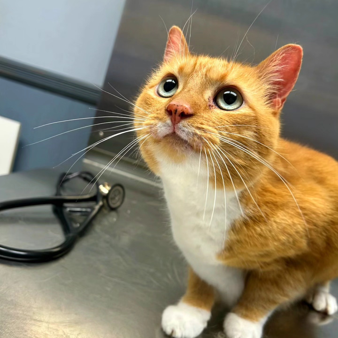 Animal Hospital of Sayreville South Amboy