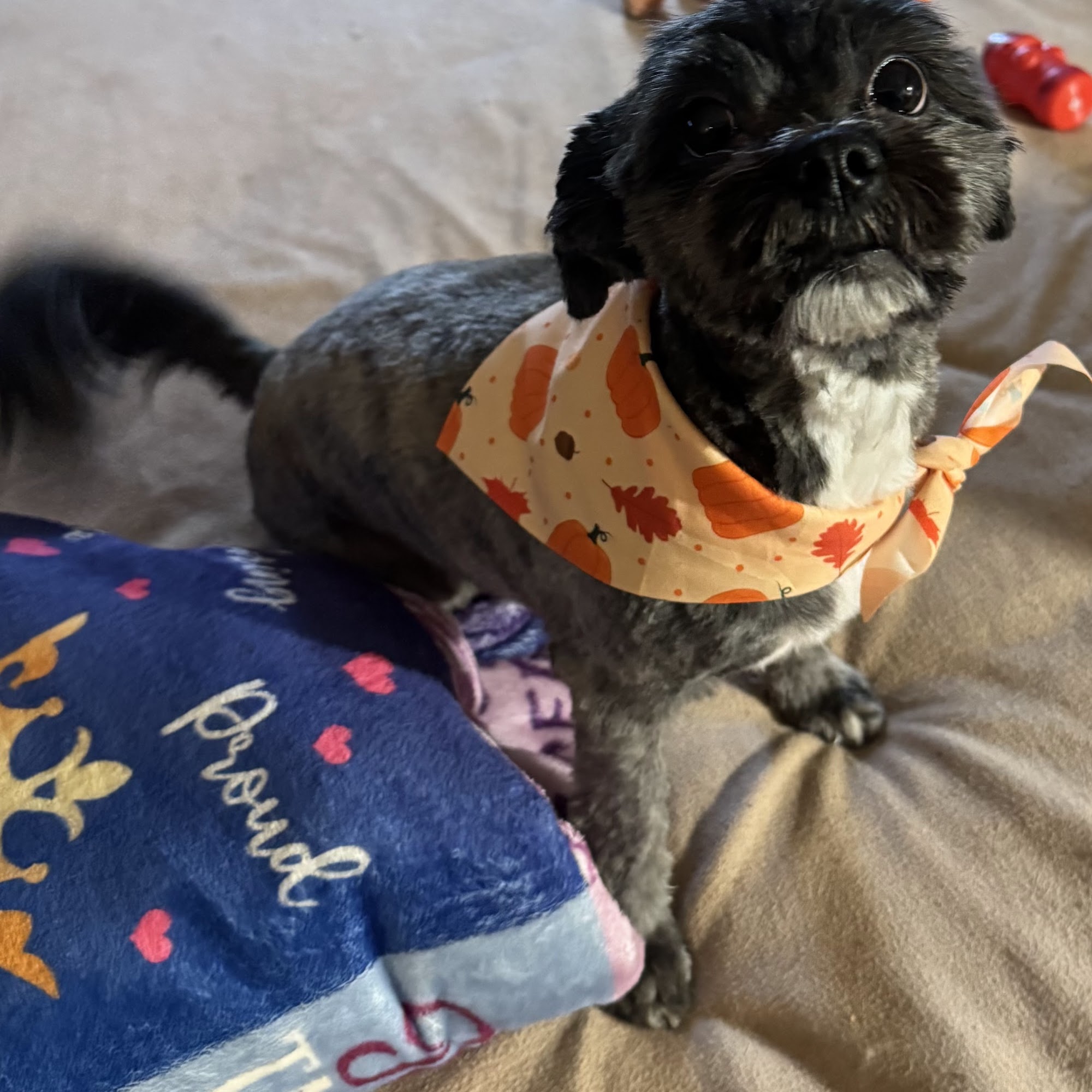 NJ Dog Barbers South Amboy