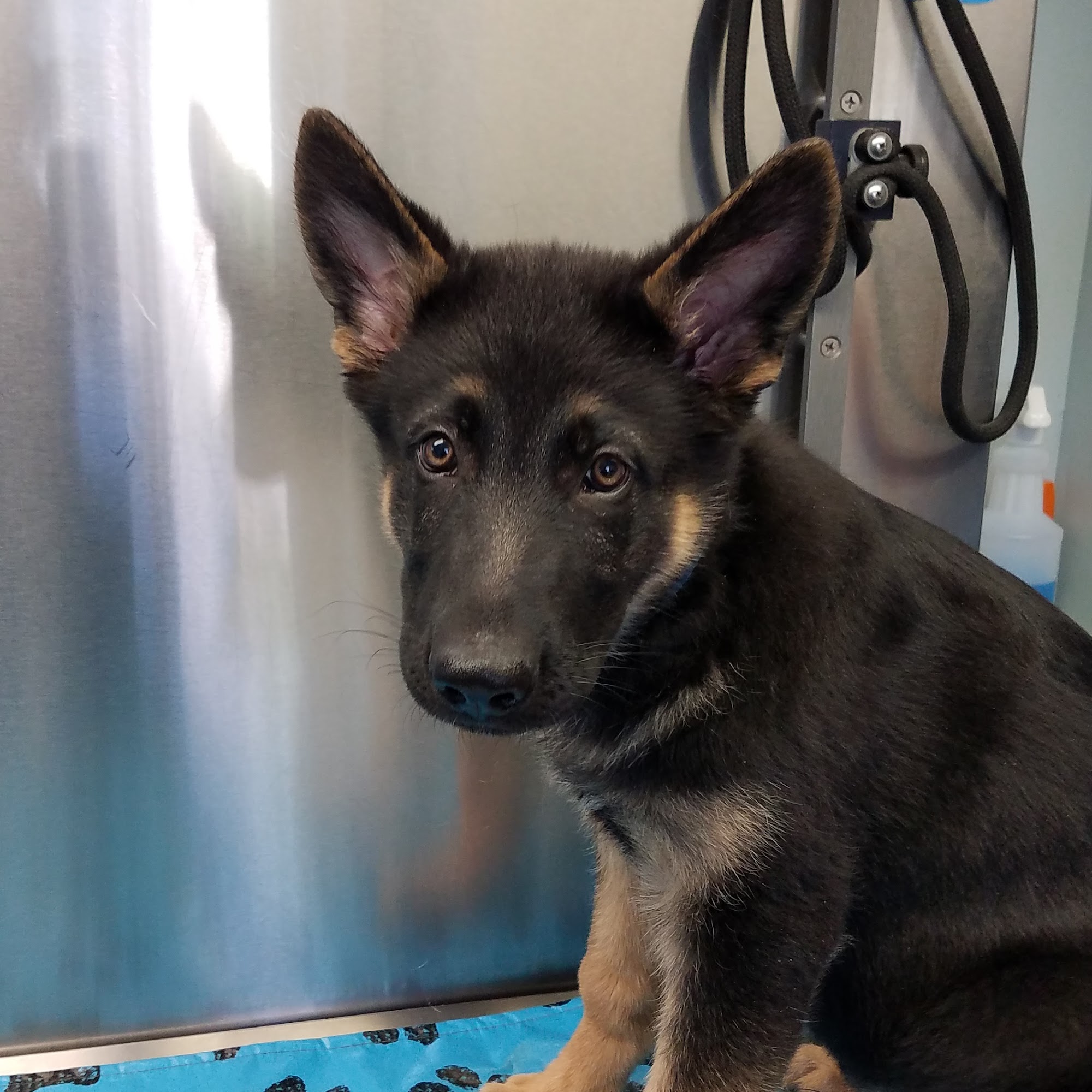 South Orange Animal Hospital South Orange