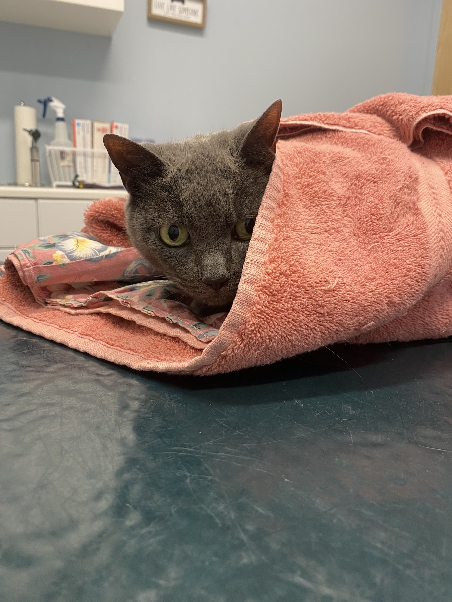 Oak Tree Animal Clinic South Plainfield