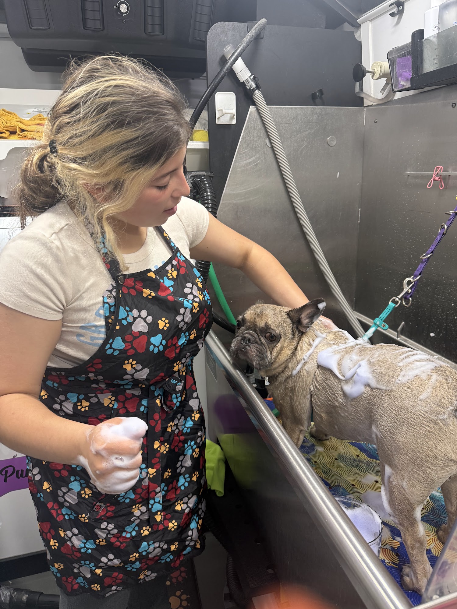 A Purrfect Pooch Spot South Plainfield