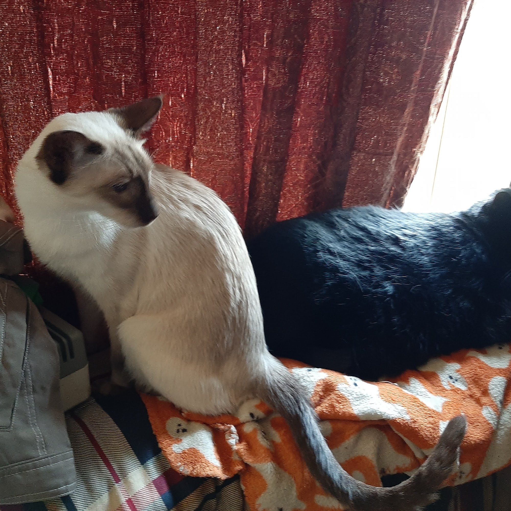 South River Veterinary Clinic: Boulos B DVM South River