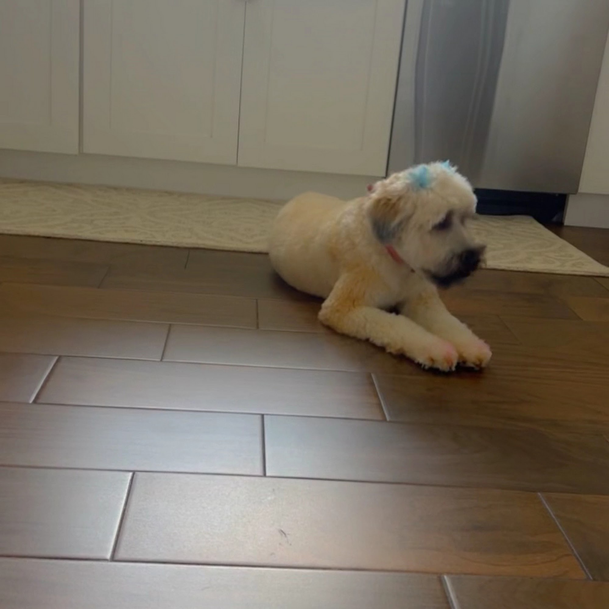 Country Inn(Coming Soon) And Barking Spa LLC South River